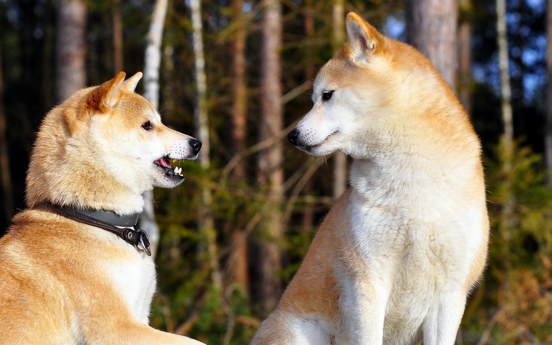 hunde unterhaltung paar akita-inu