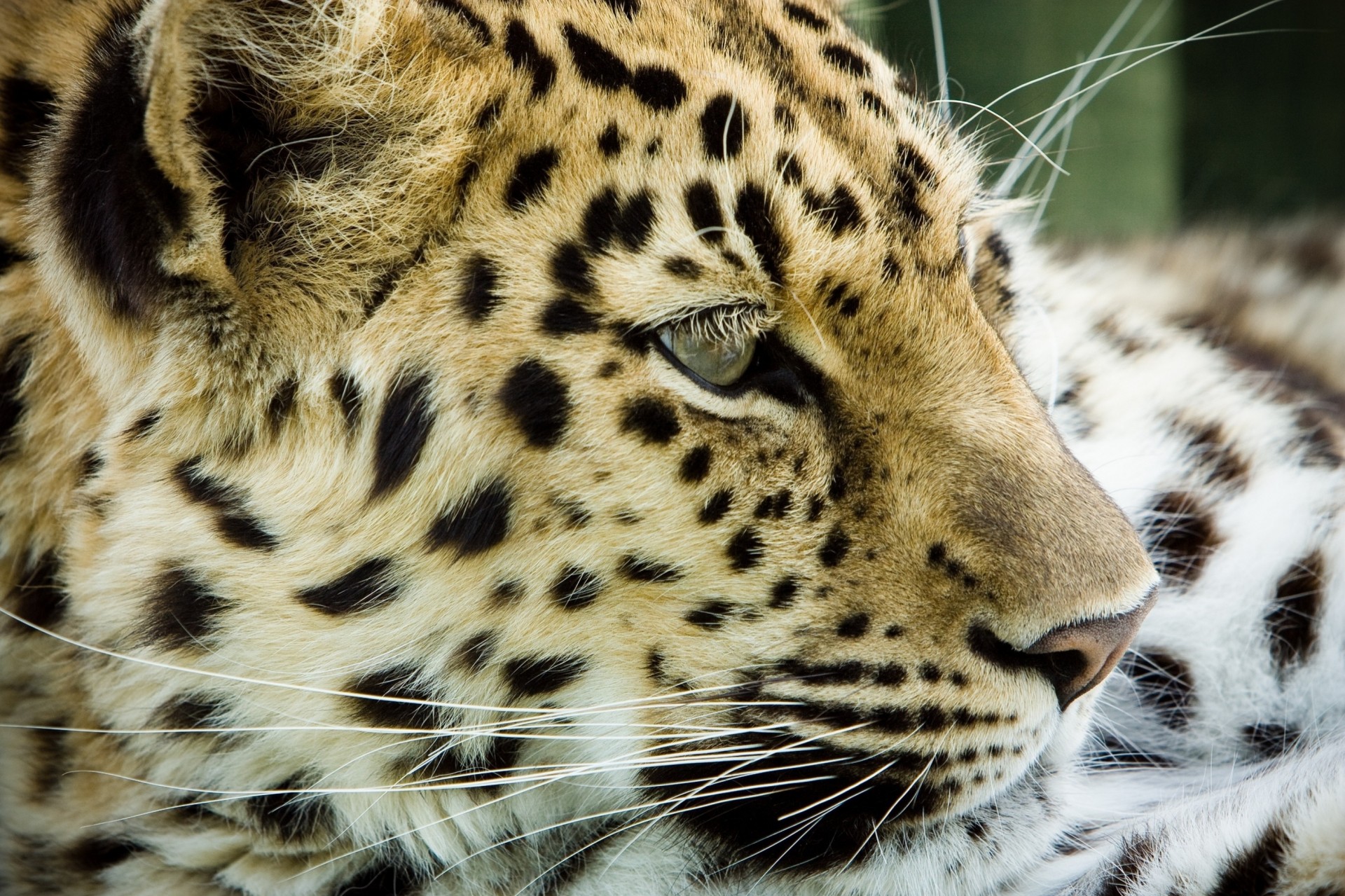 dientes gato salvaje leopardo