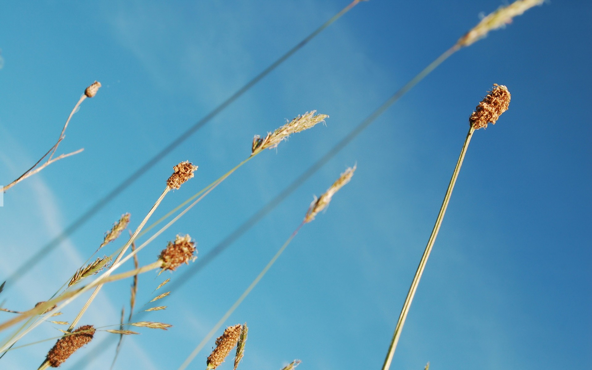 blau pflanzen himmel