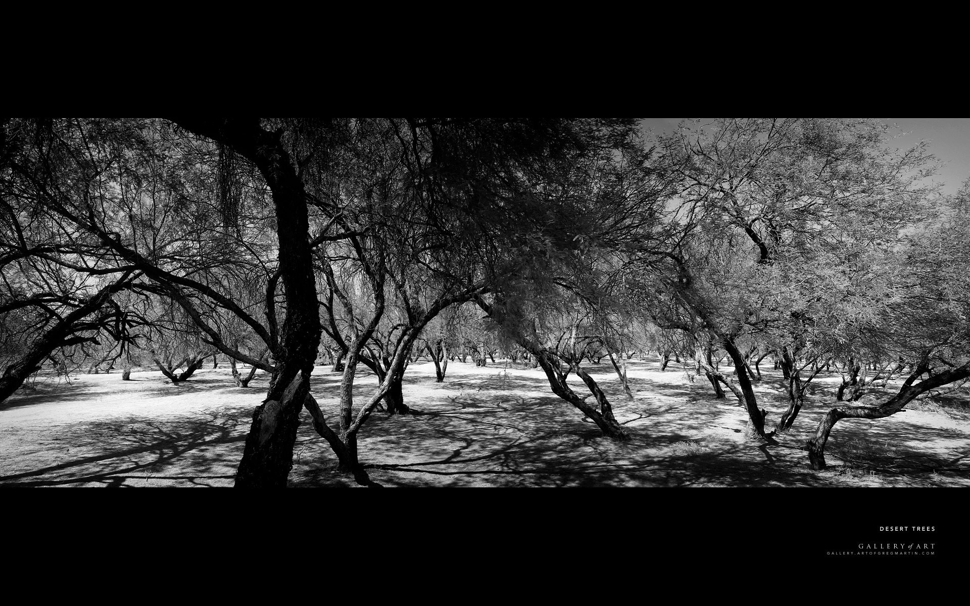 deserto foresta bianco e nero