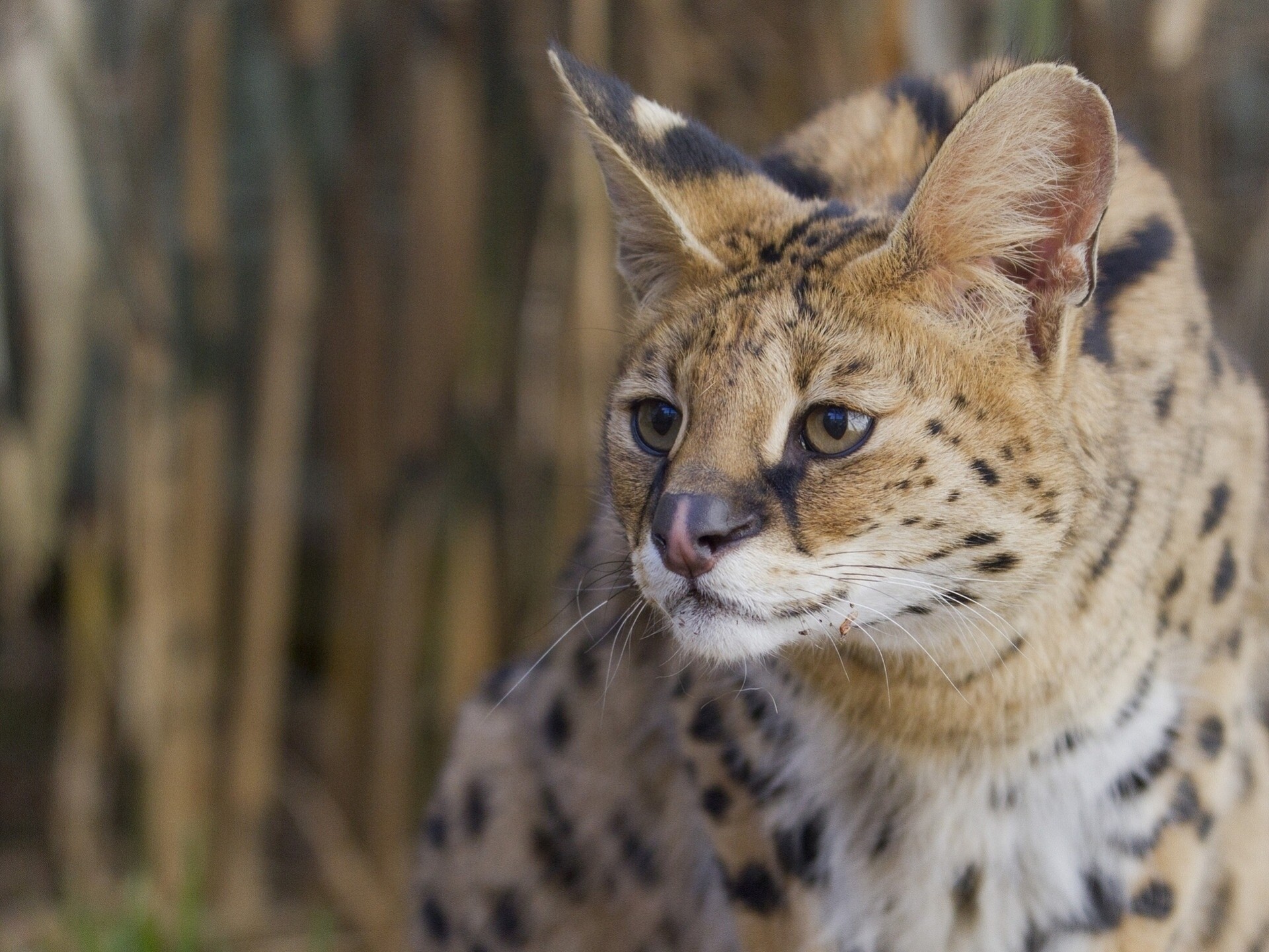 serval eine strauchkatze