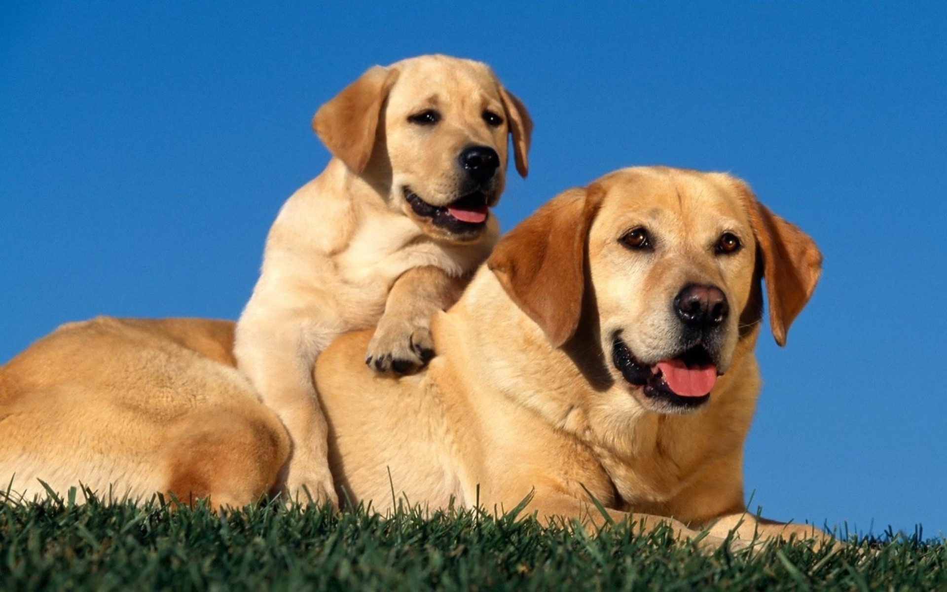 cachorro labradores pareja