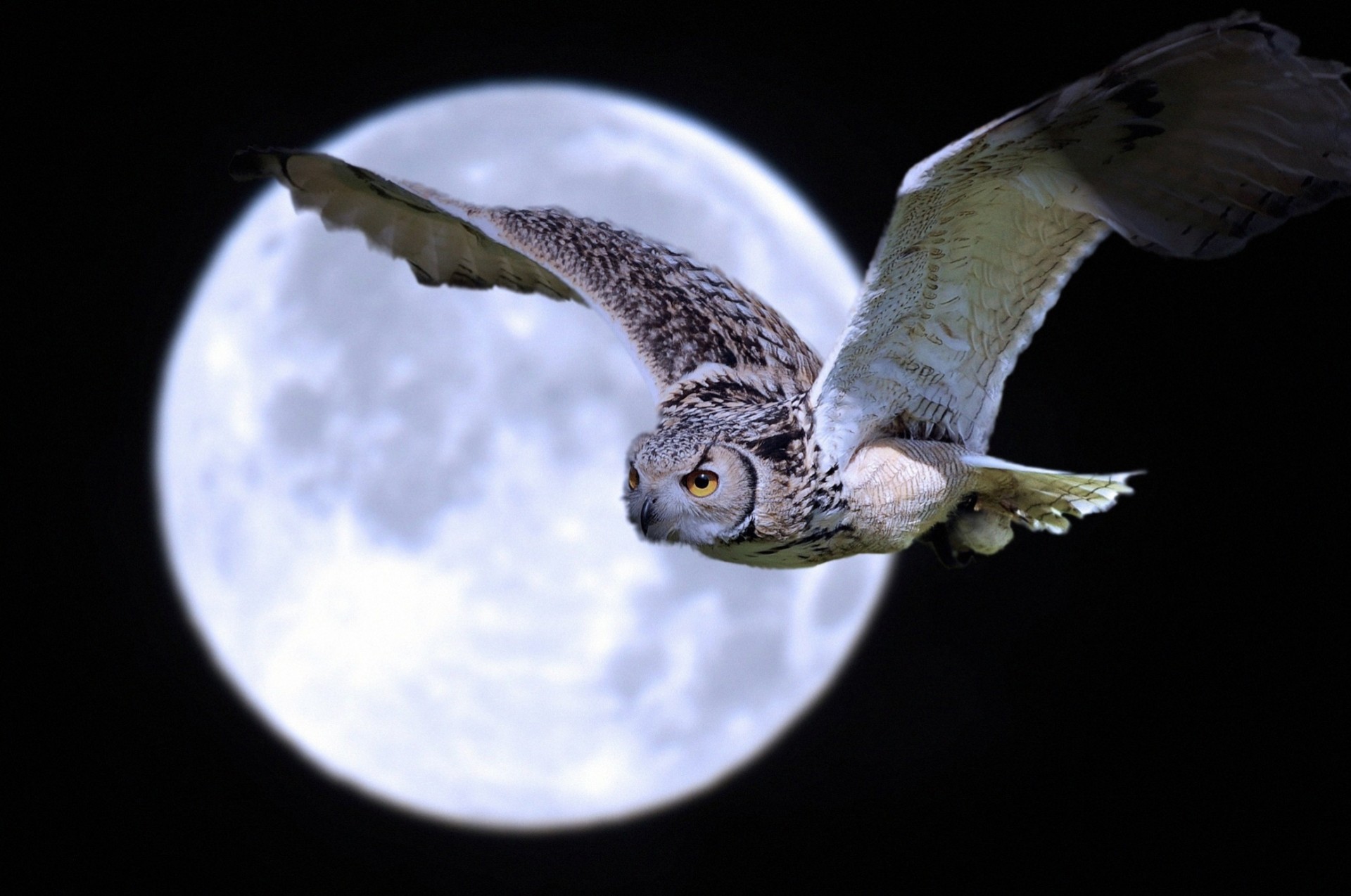 aves noche búho luna