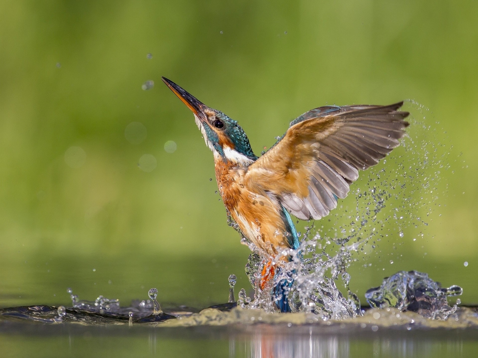 uccelli acqua bomboletta spray martin pescatore decollo