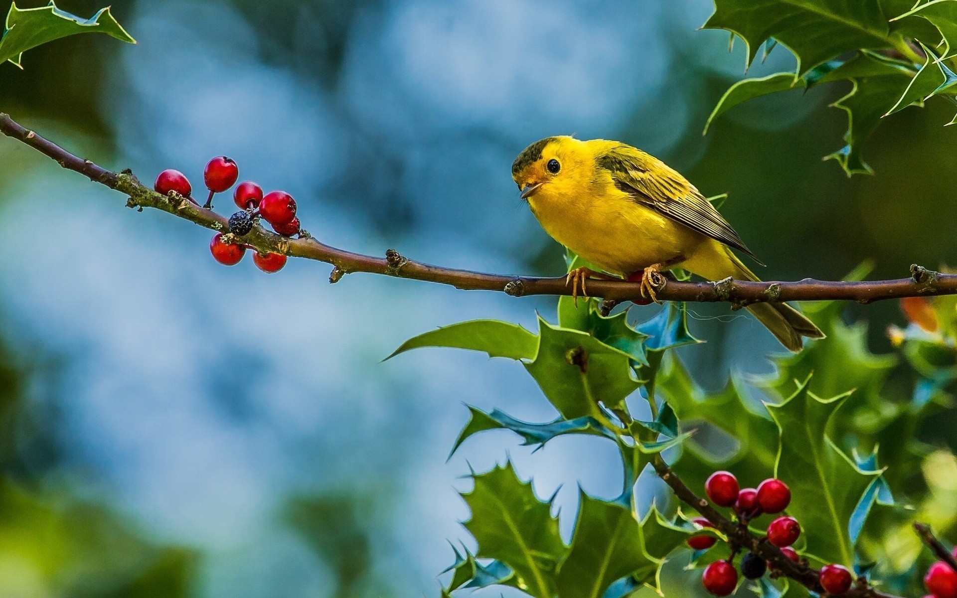 beeren zweig