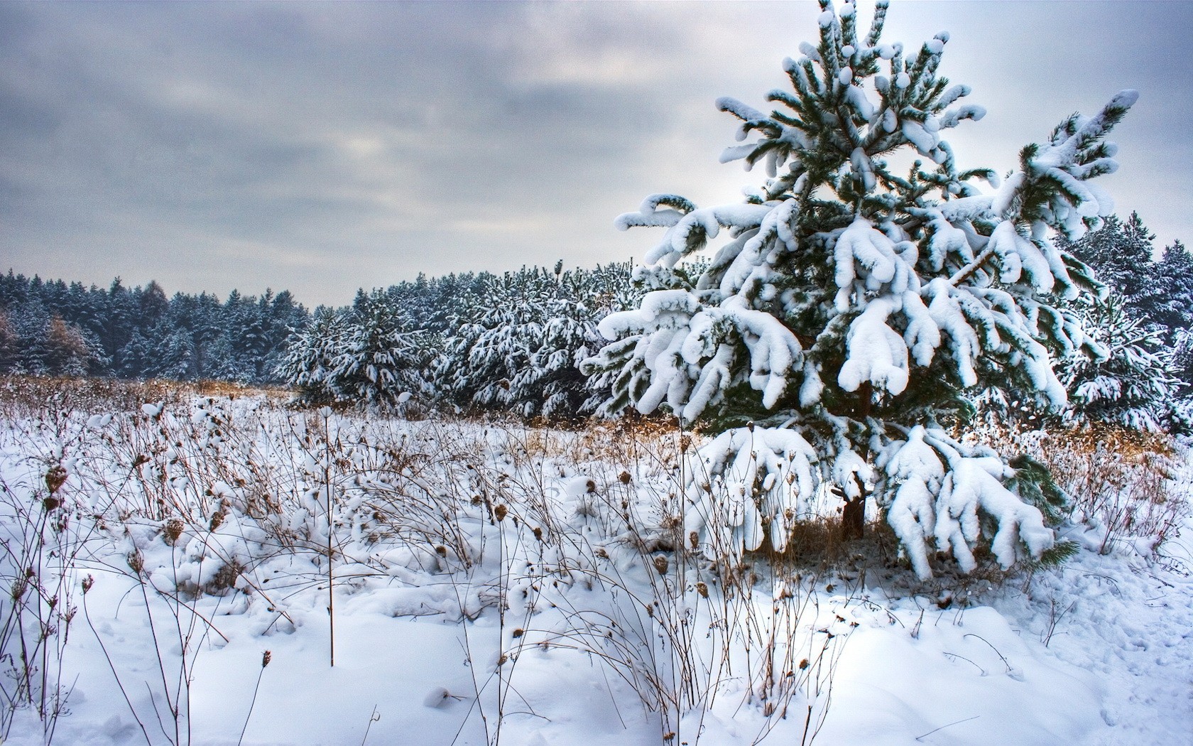 schnee winter weihnachtsbaum bäume