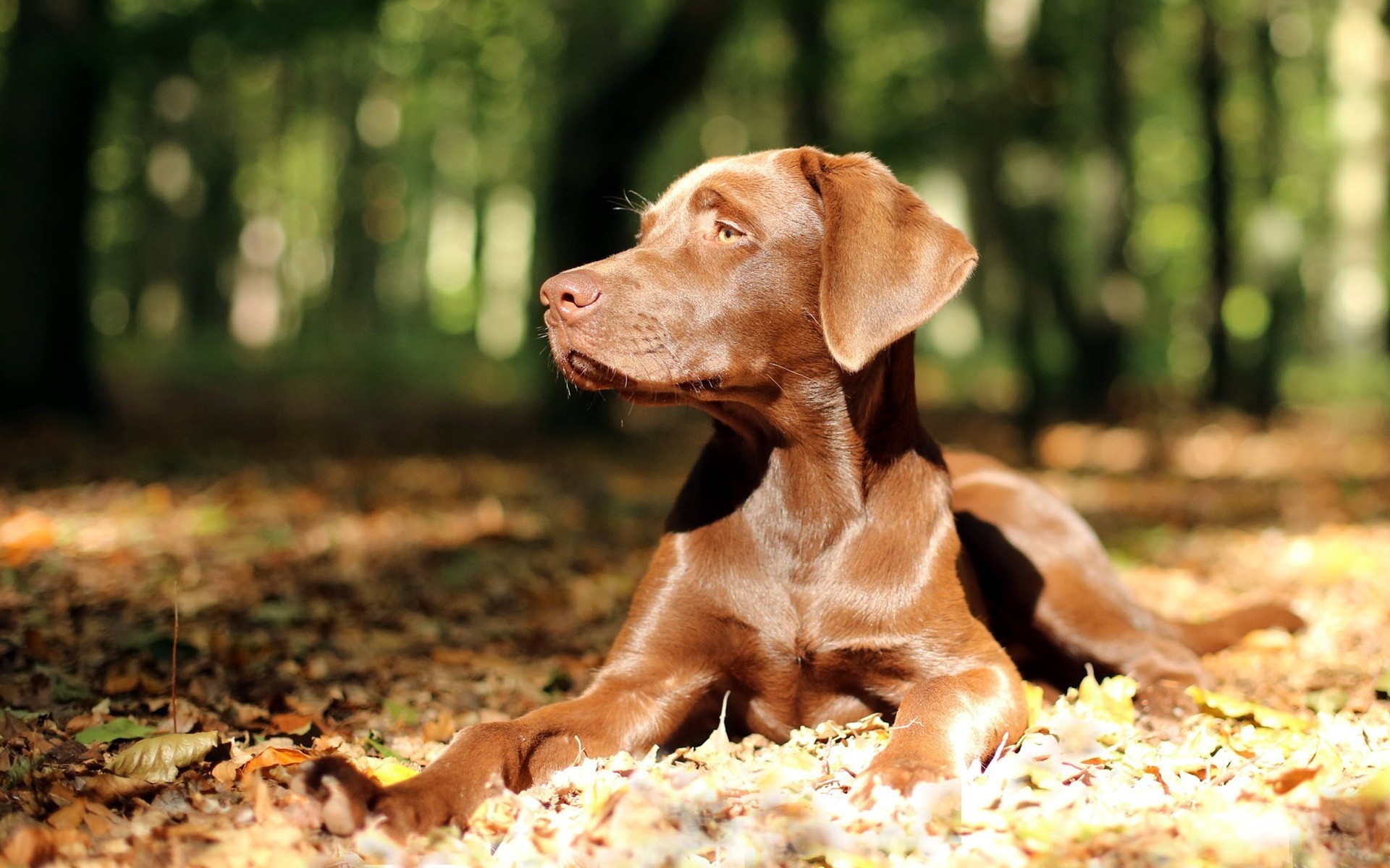 chien lumière vue nature