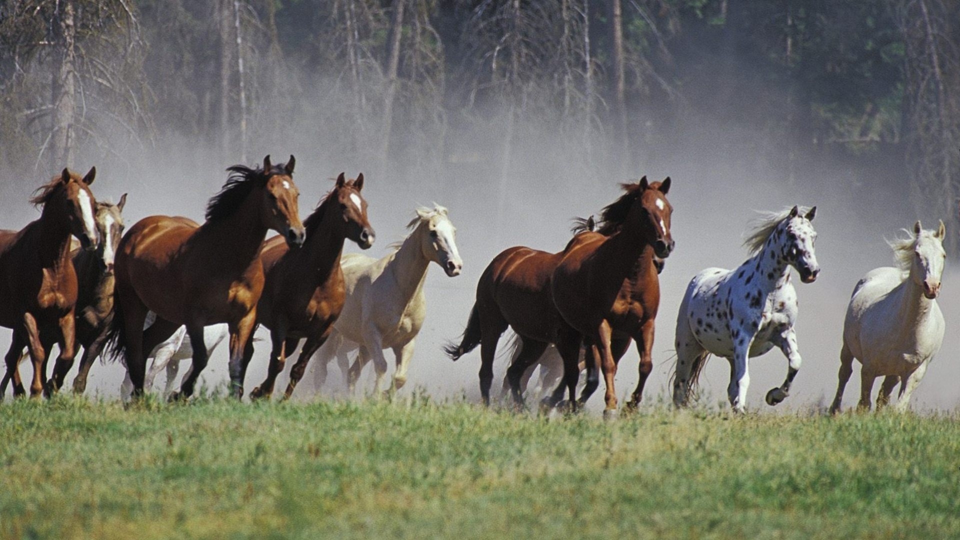 course à pied chevaux