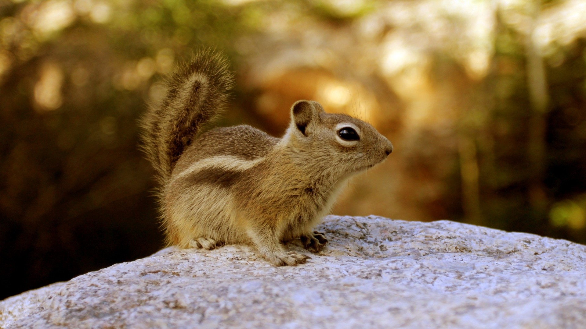 tier nagetier streifenhörnchen