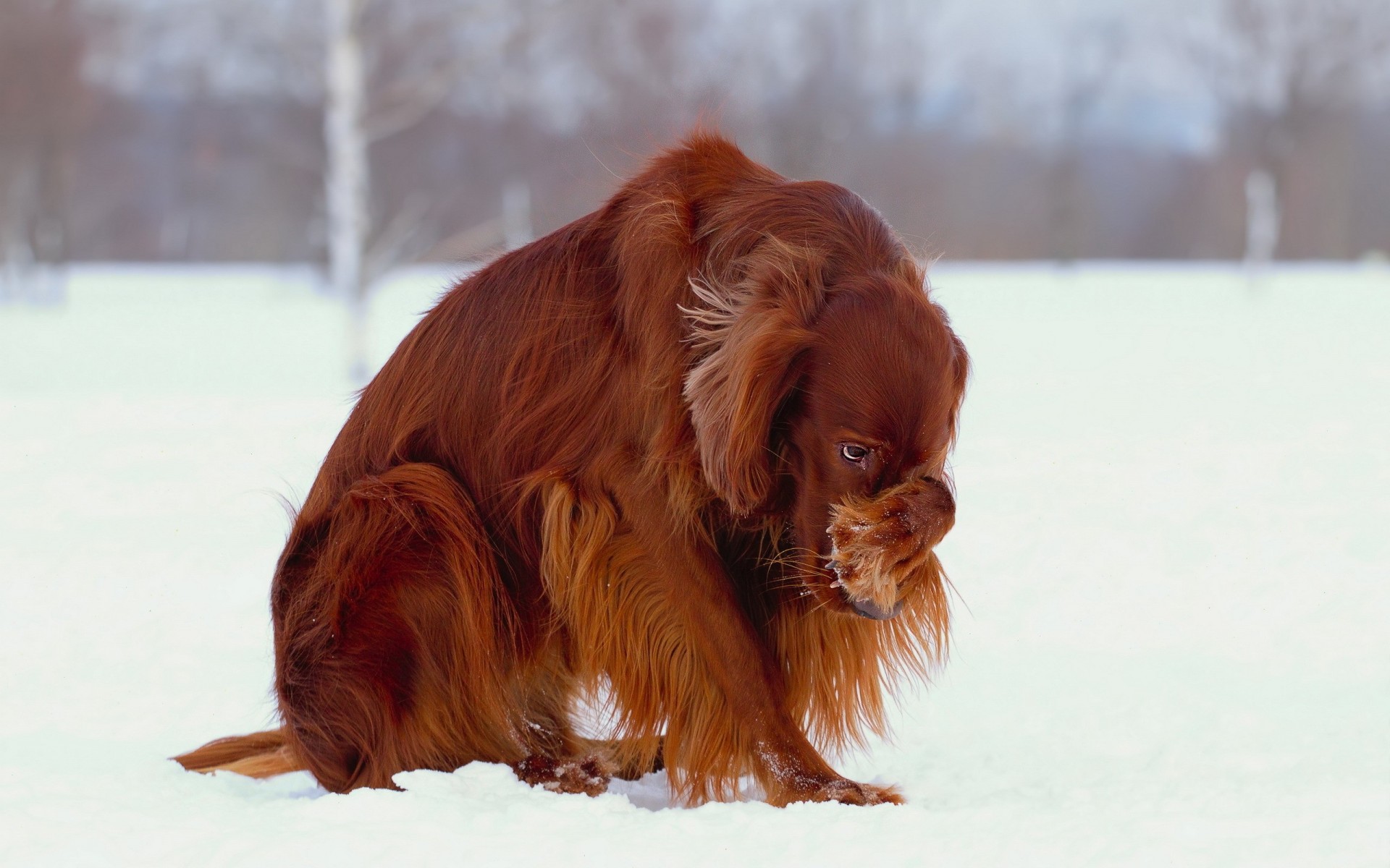 perro nieve invierno setter