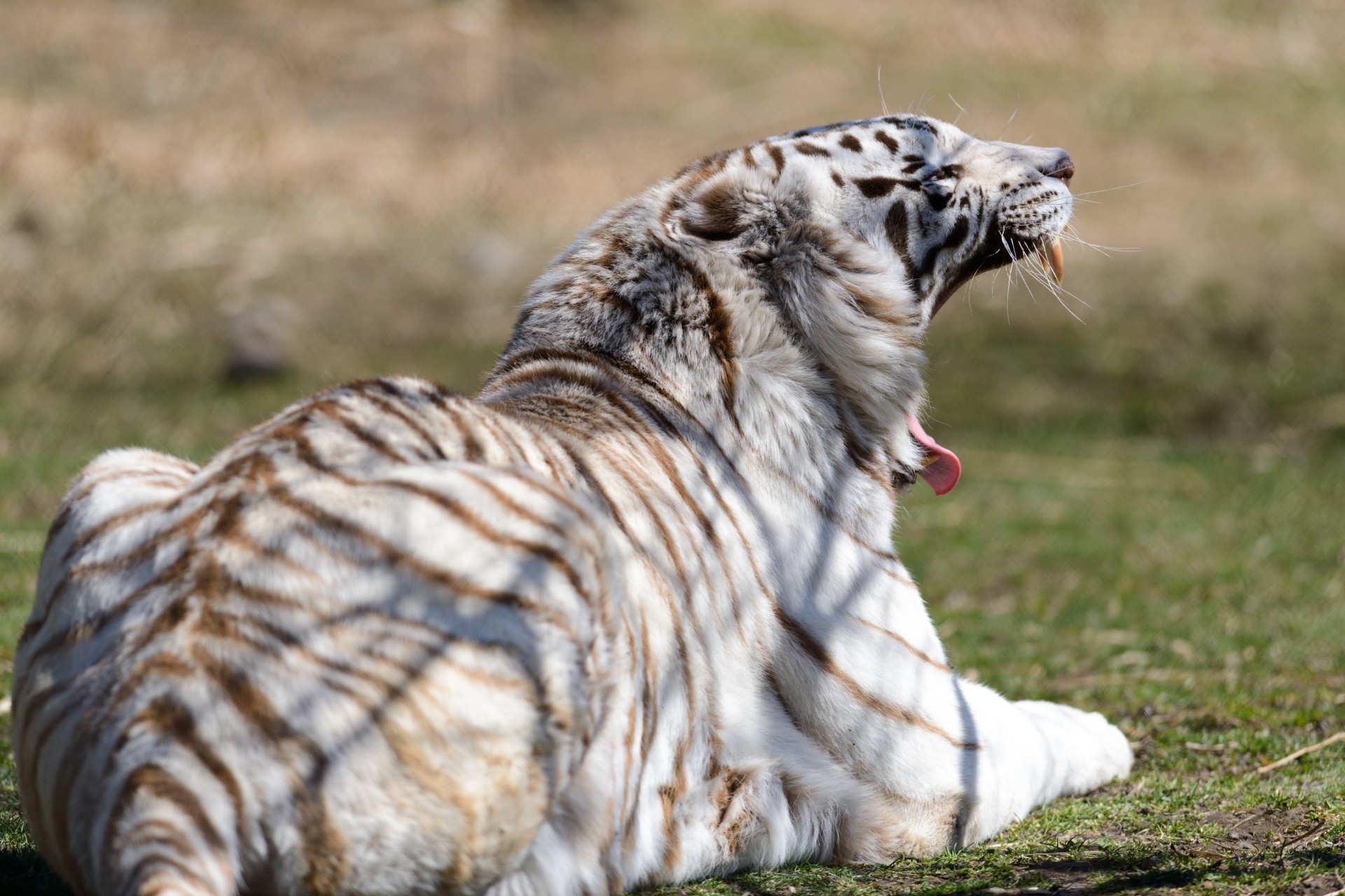 bouche chat sauvage bâillements blanc tigre