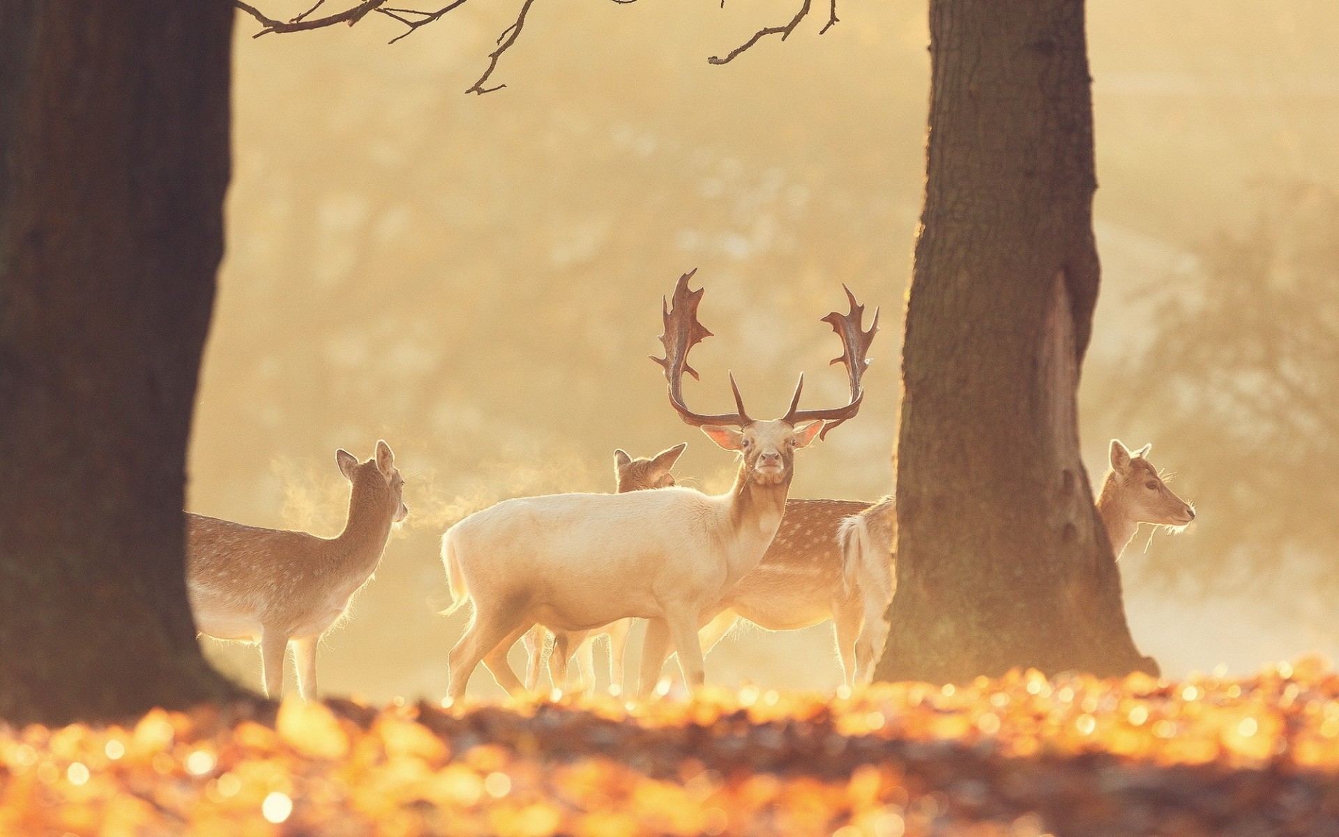 tiere wald hirsch natur