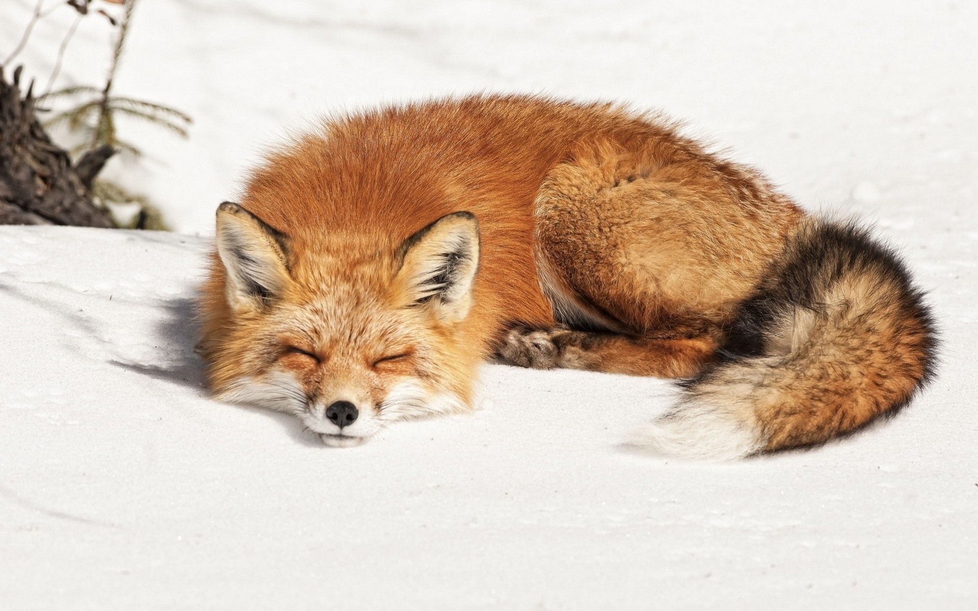 dormir renard neige dormir