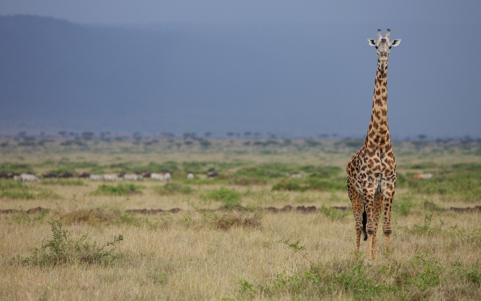 giraffe savannah vulture