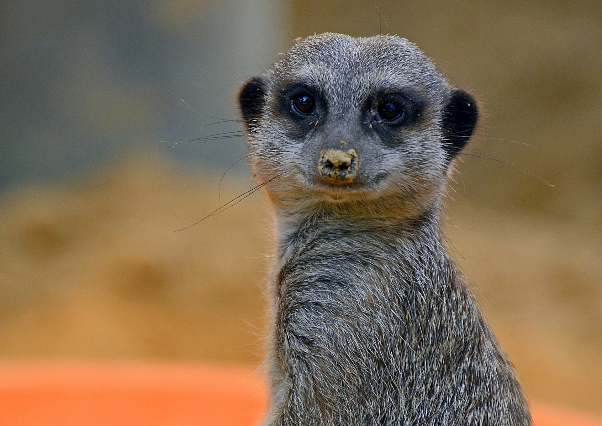 meerkat animals views portrait