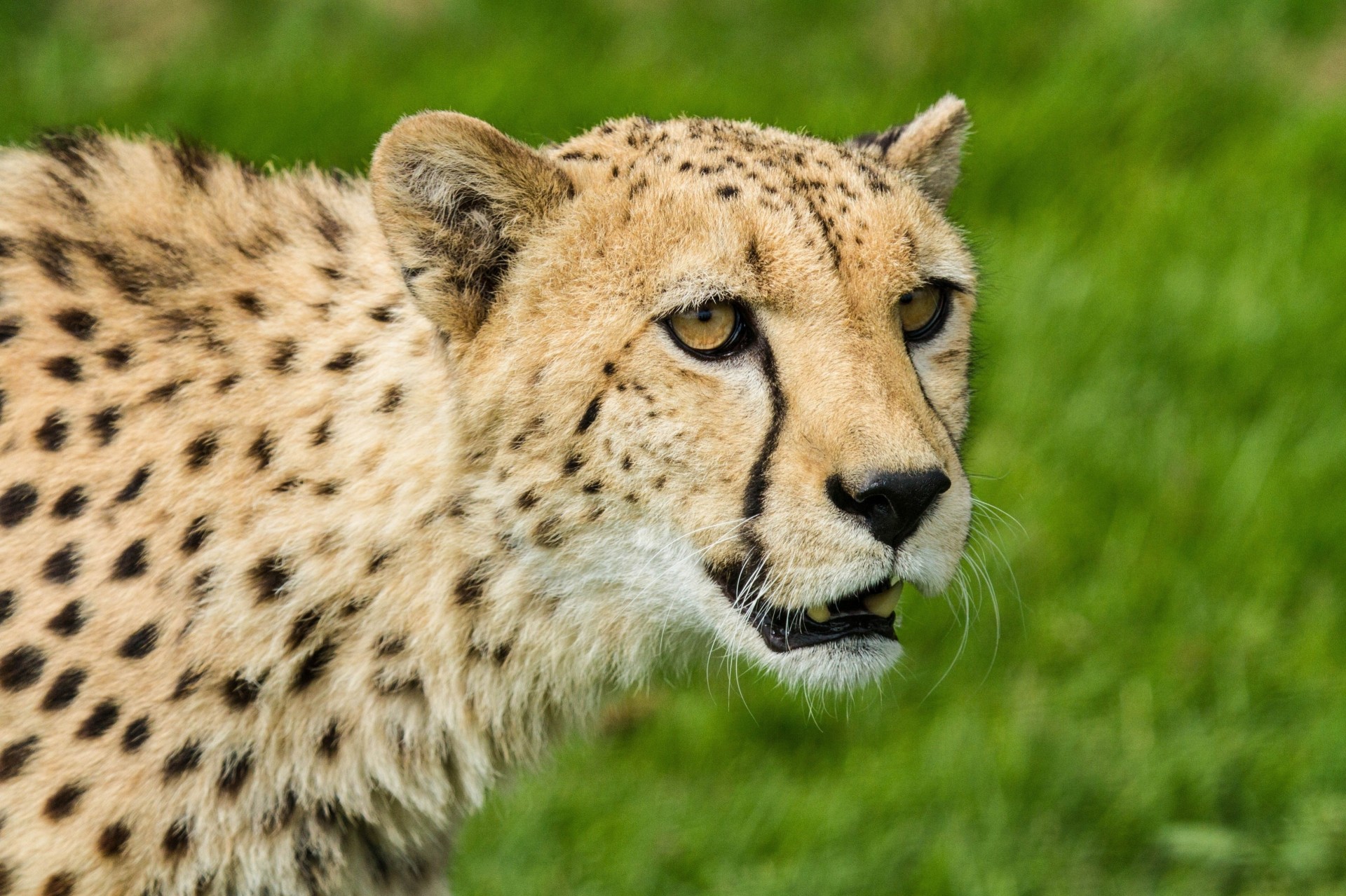 wild cat cheetah teeth