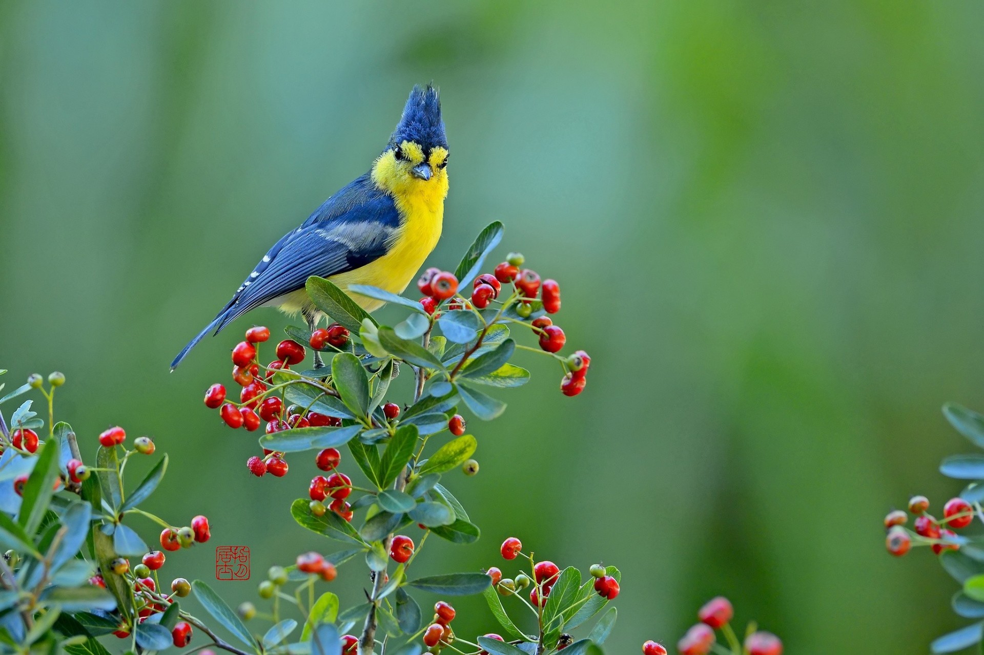 oiseaux baies