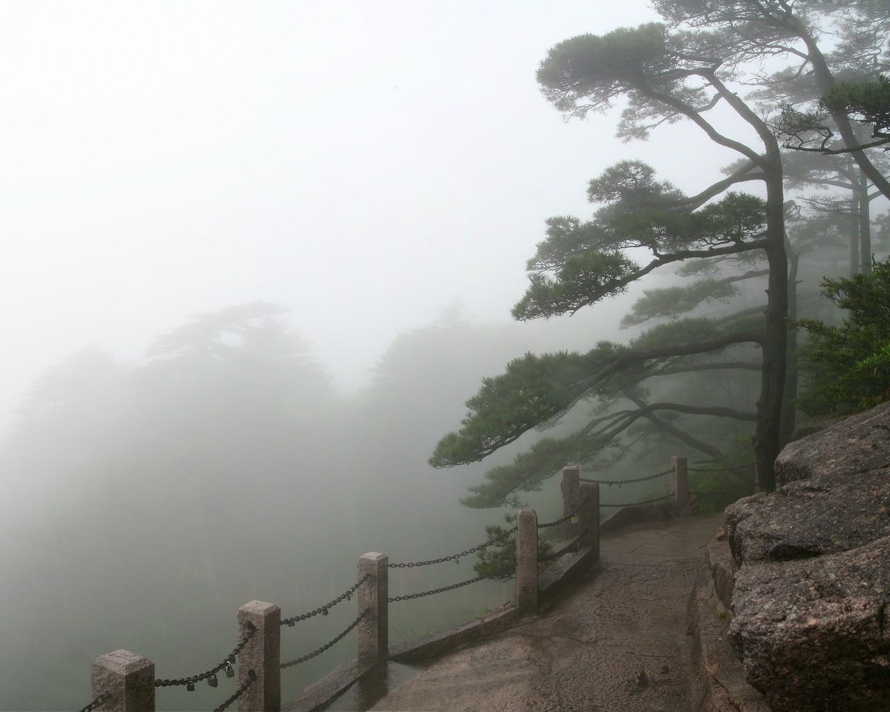 brouillard clôture arbres