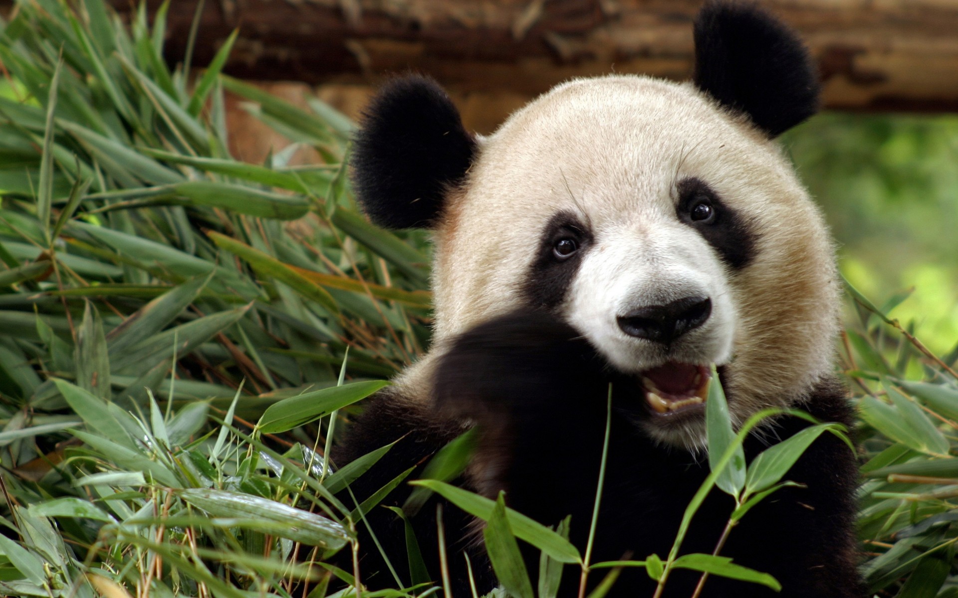 orso bambù cina panda