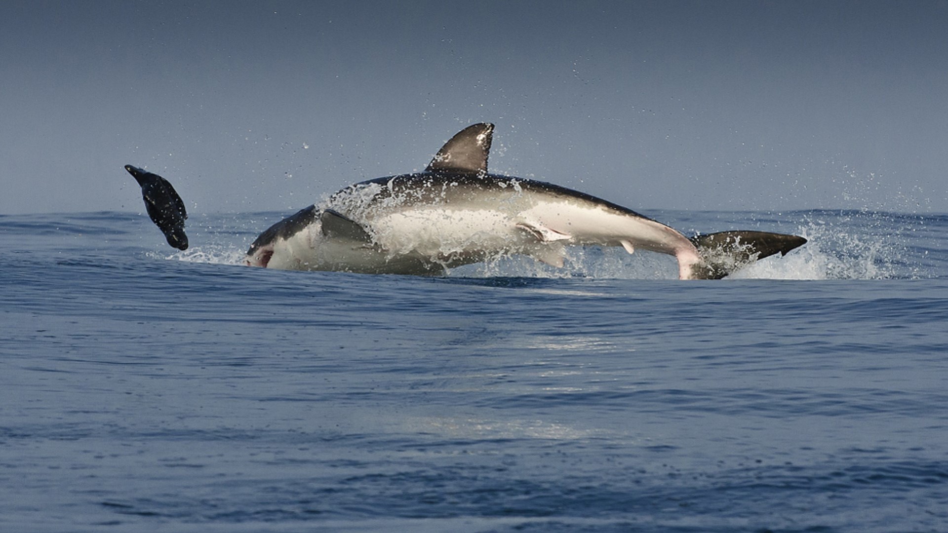 ofiara biały ocean pościg okb