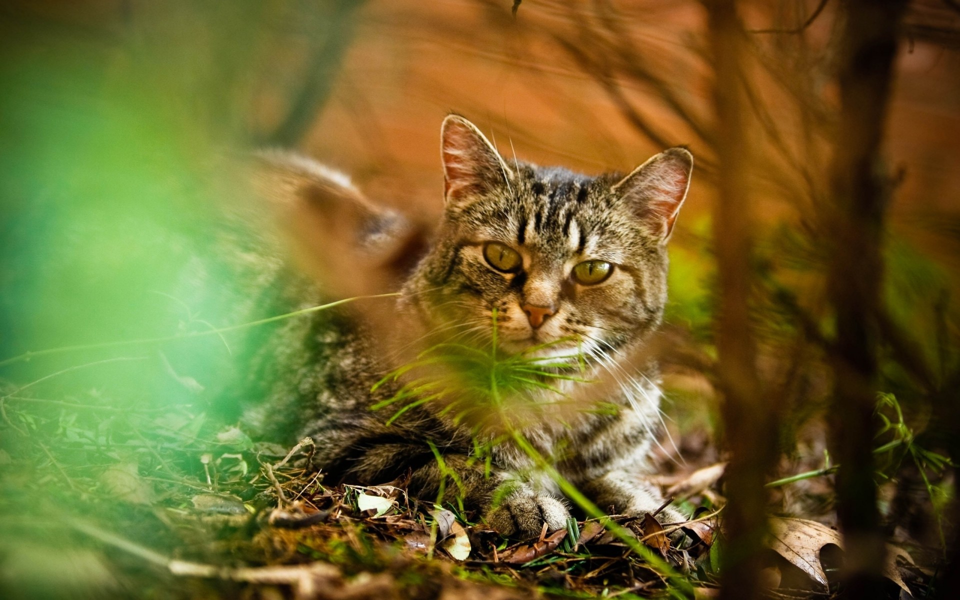 hoja otoño luz hierba gato