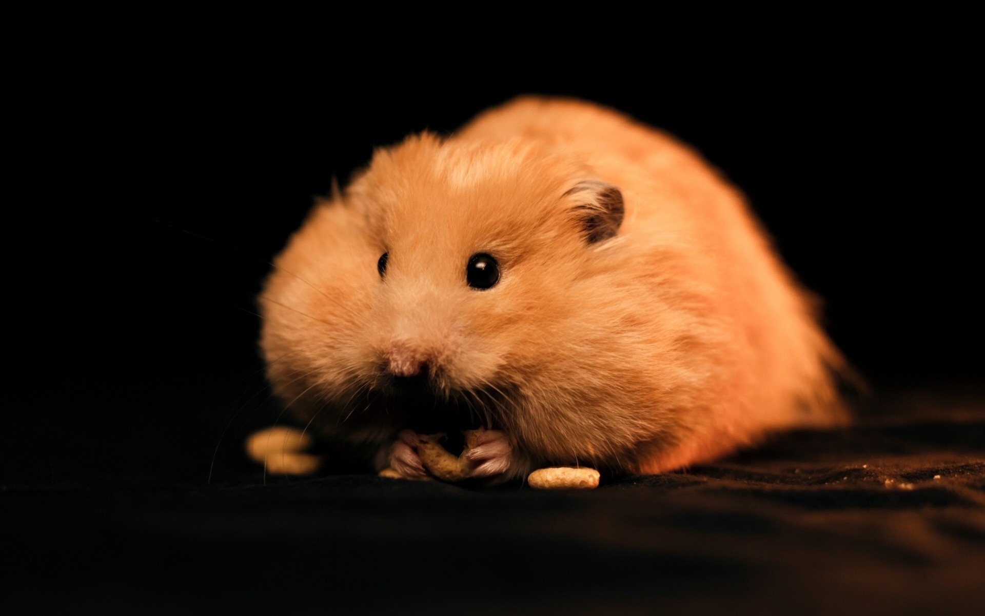 hamster fatty rodent