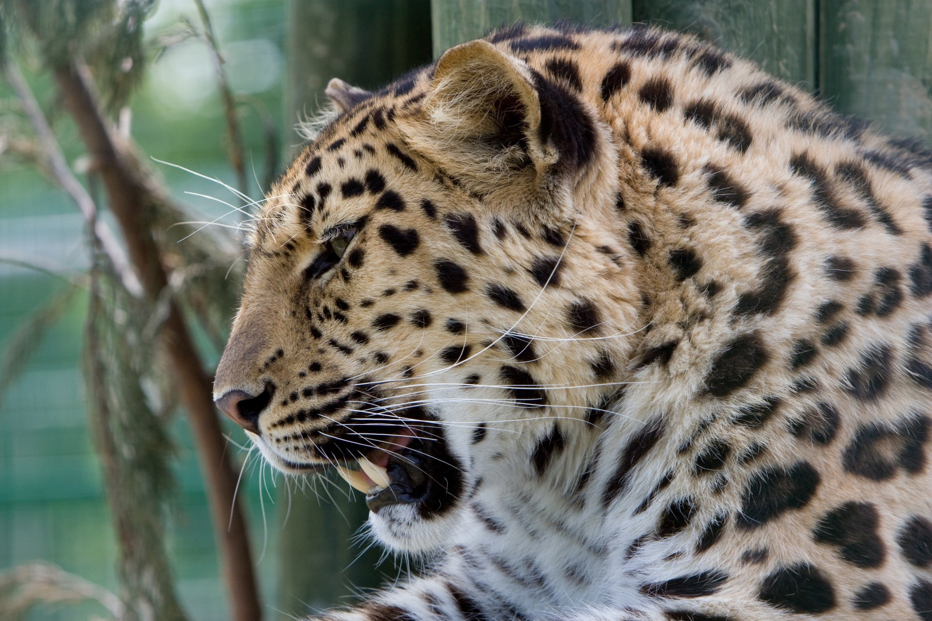 dientes gato salvaje leopardo