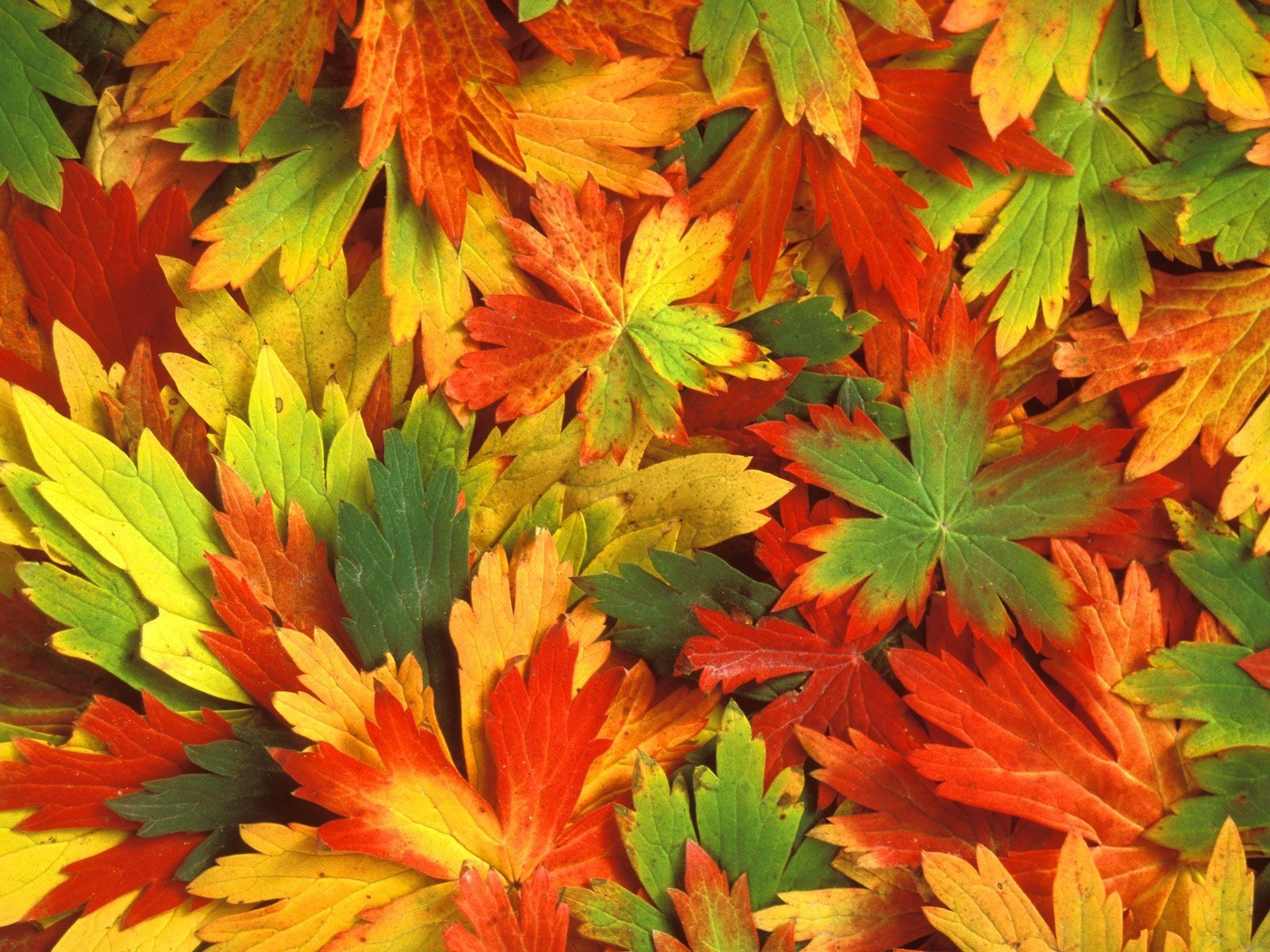 kaleidoscope leaves autumn