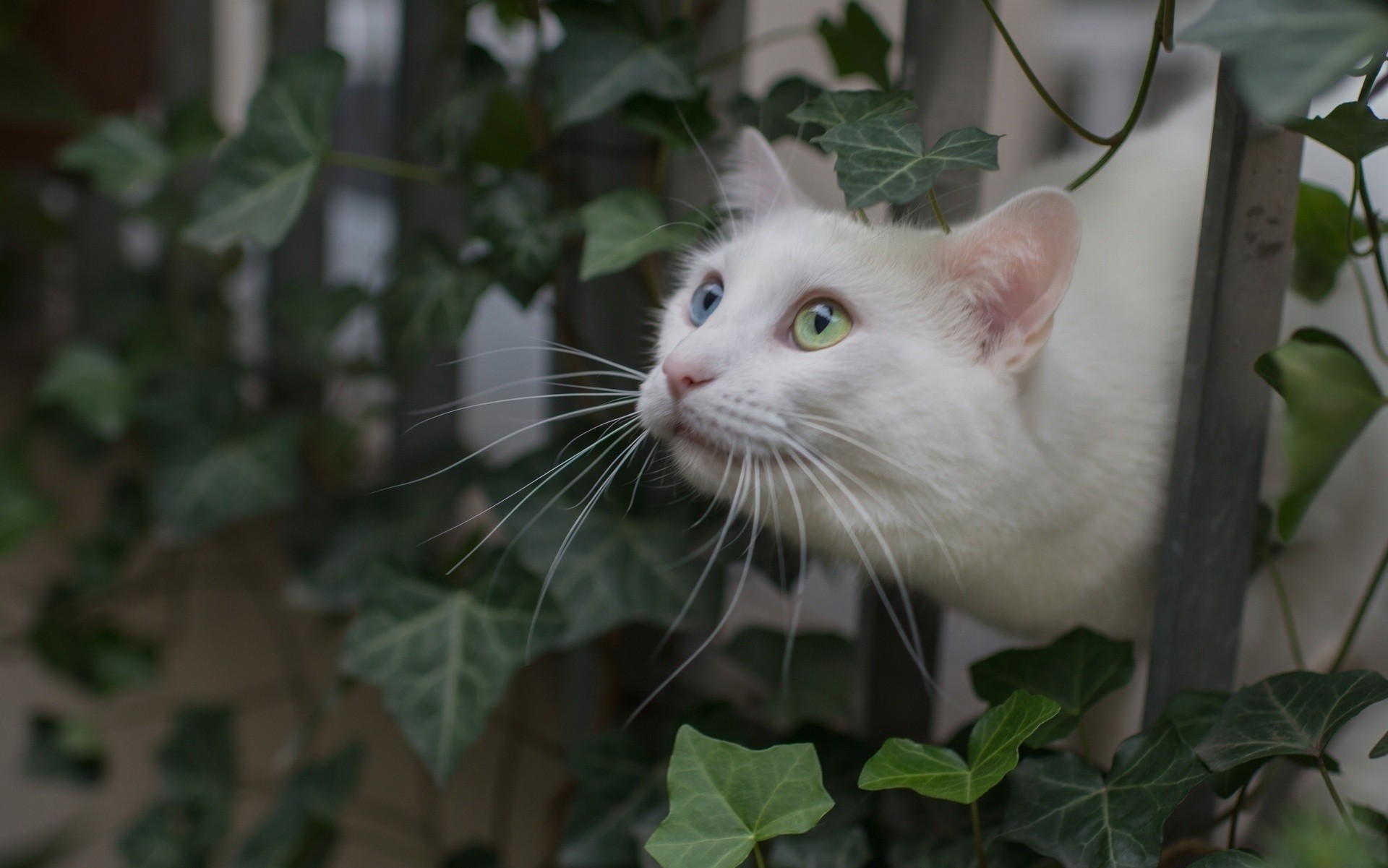 hoja gato gato blanco cerca