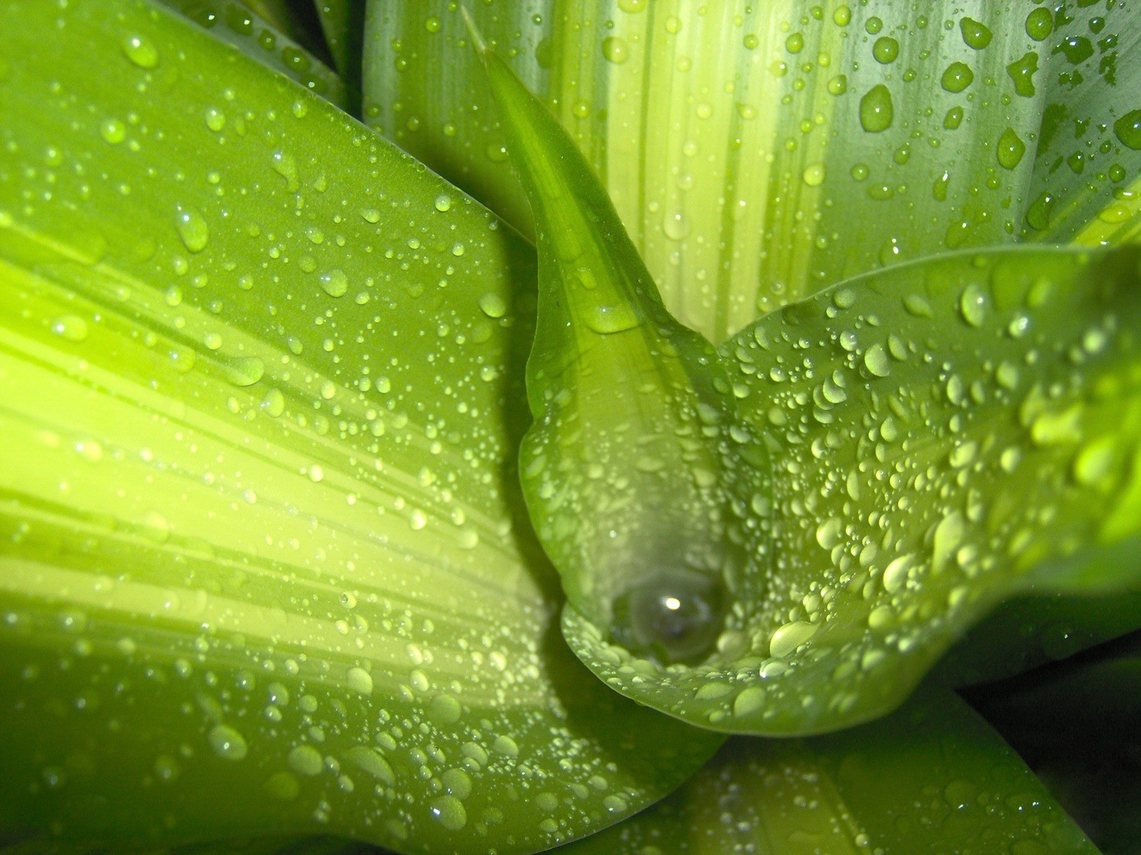 feuilles vert gouttes