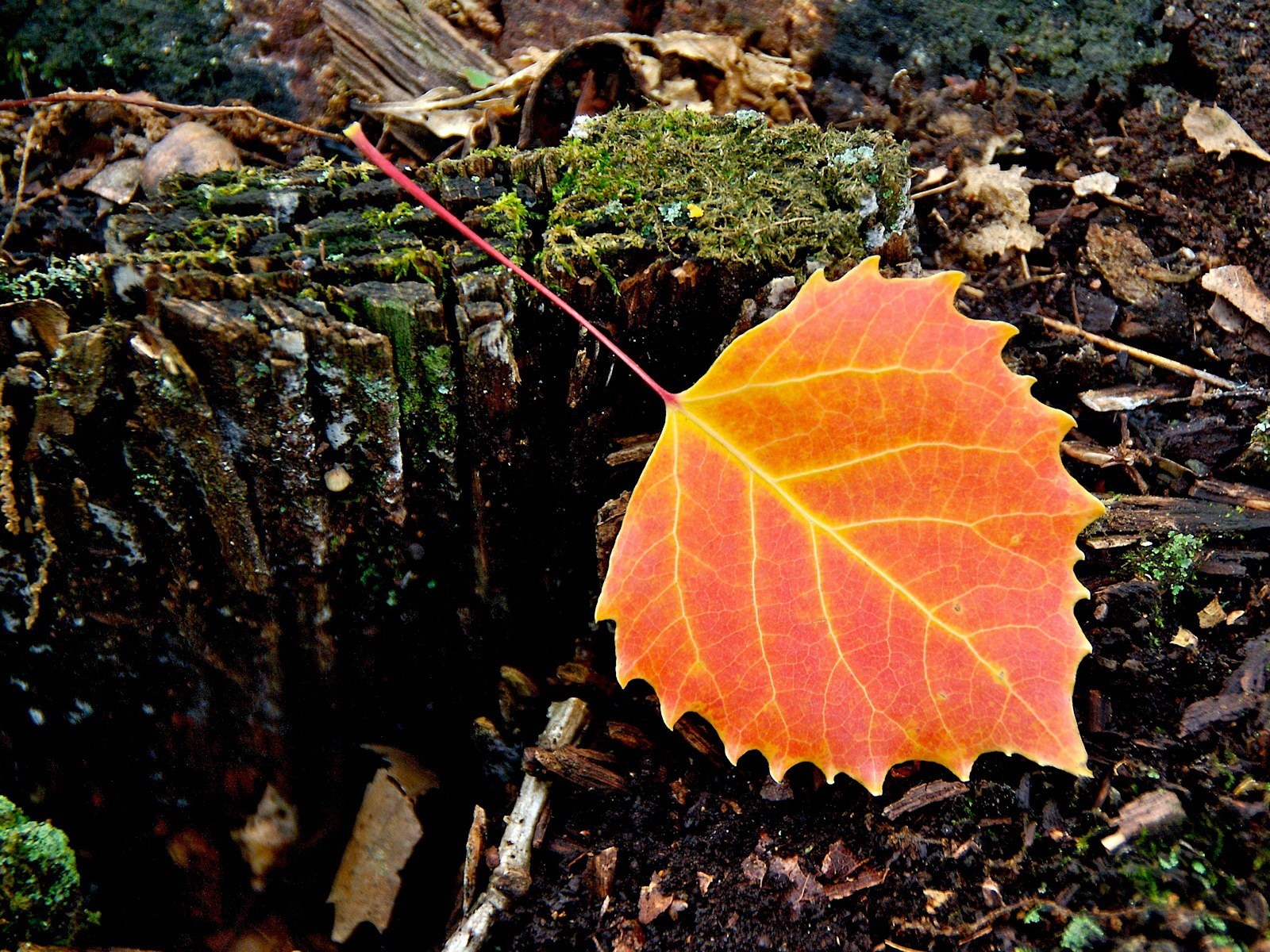 foglia autunno