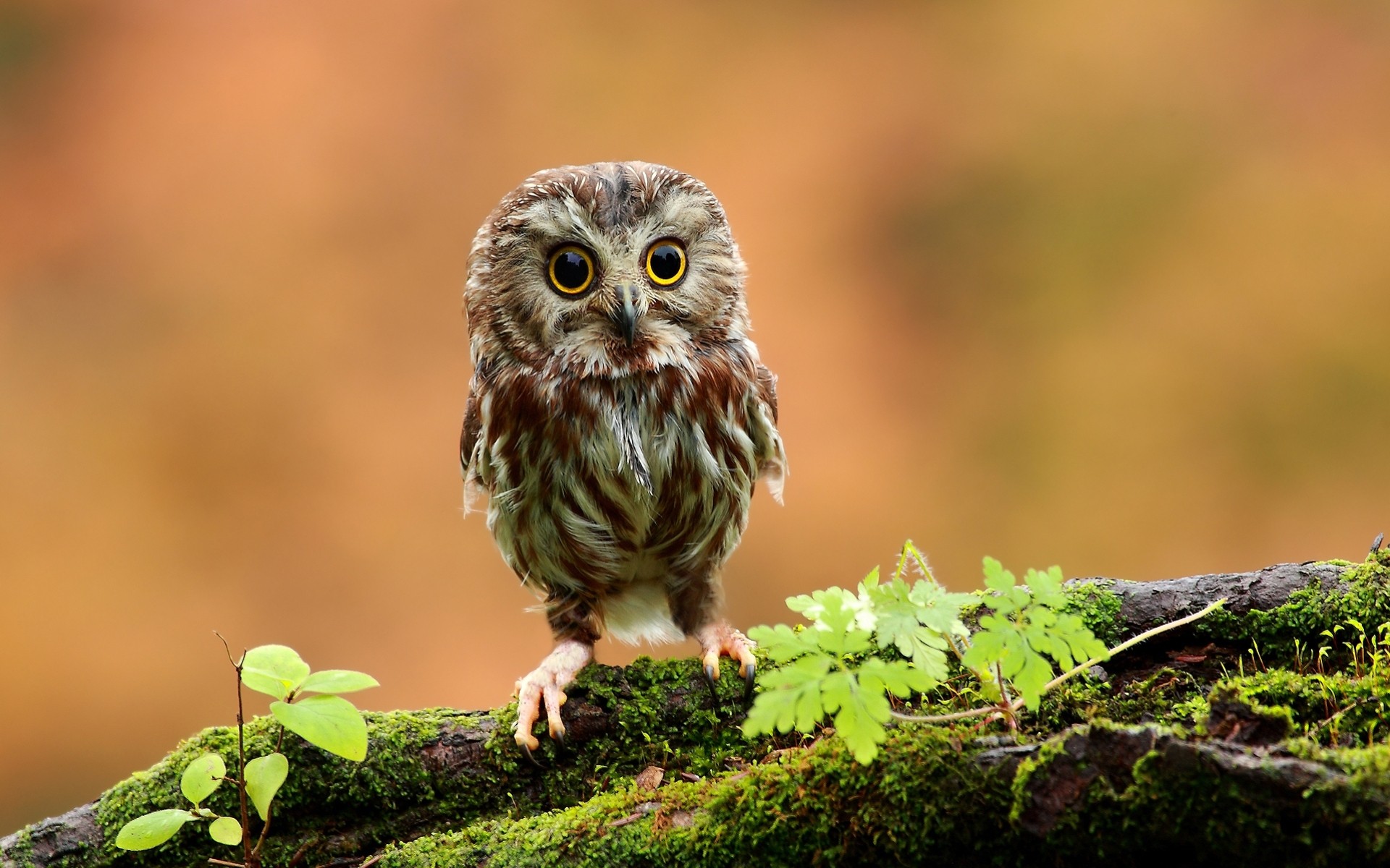 eulen sehen kinder vögel