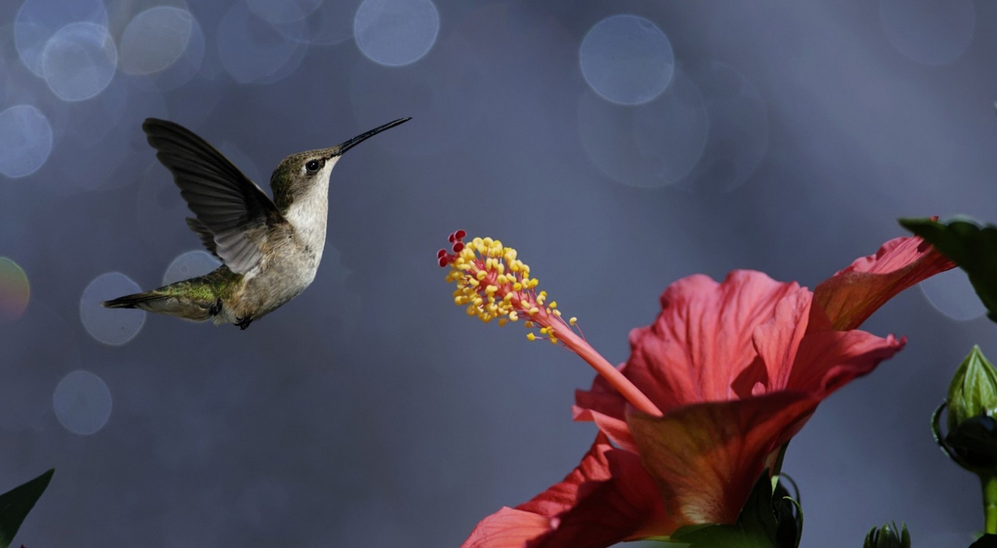 fleur colibri oiseaux pollen nectar