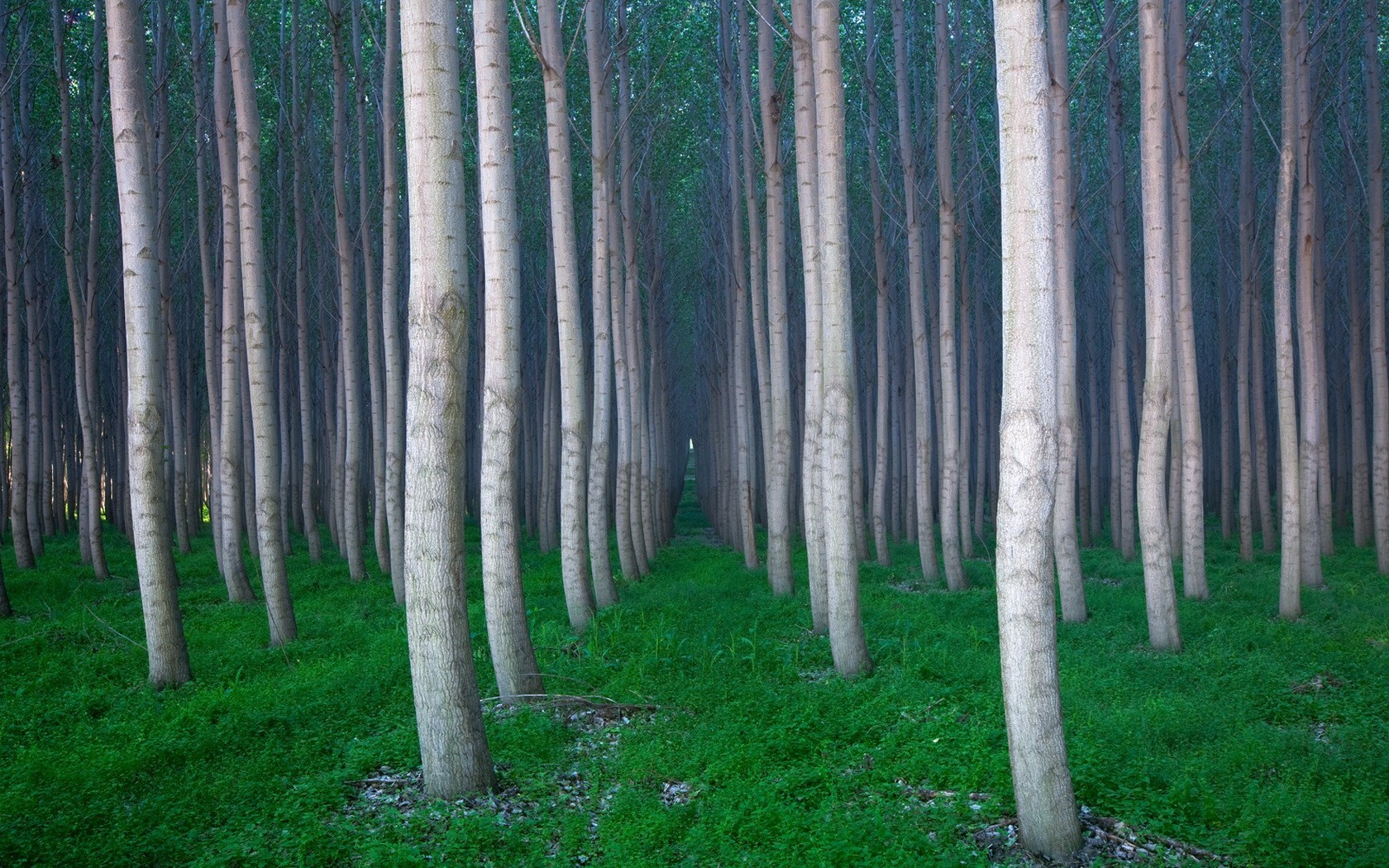 bäume gras wald