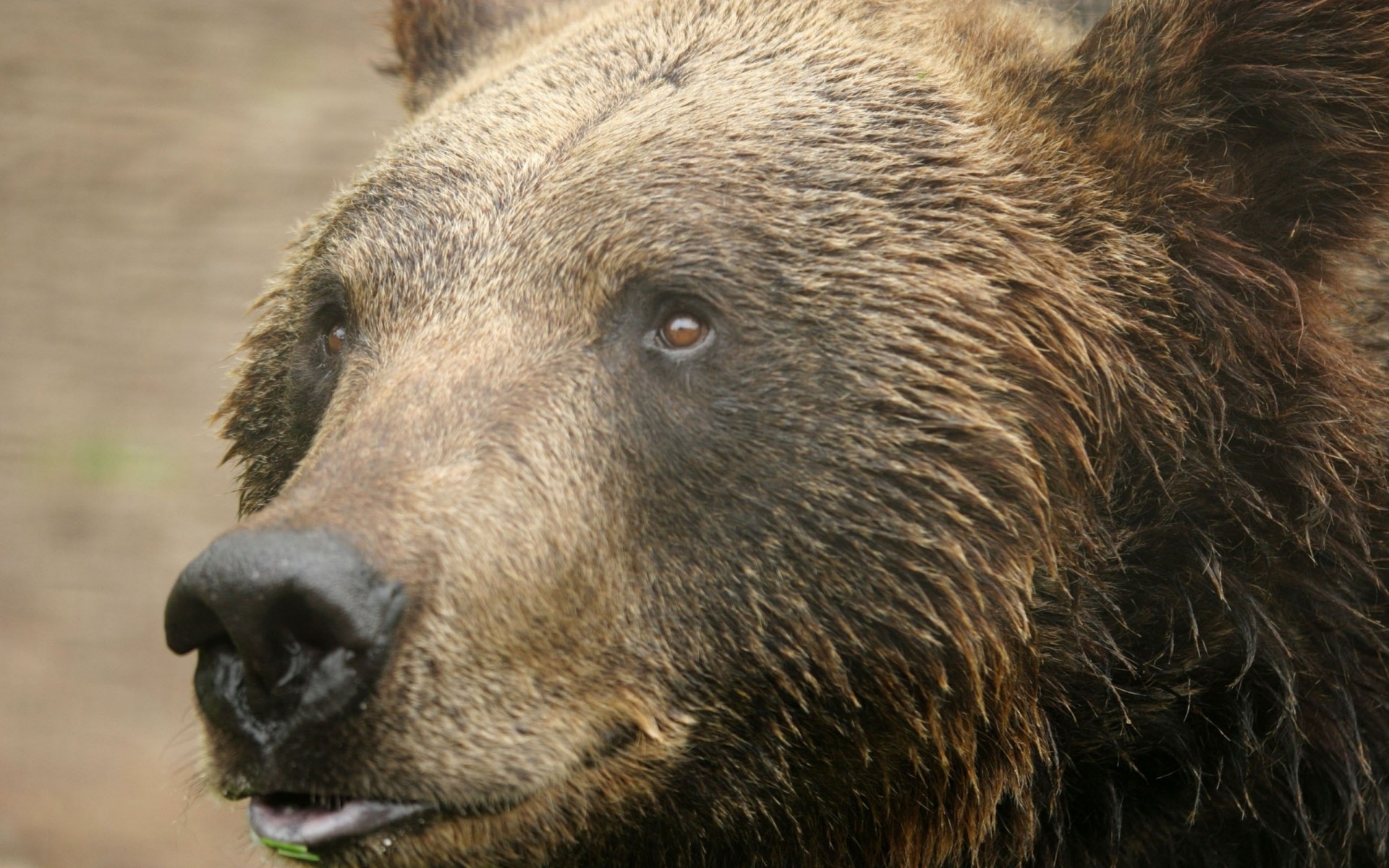 oso dientes especie lana