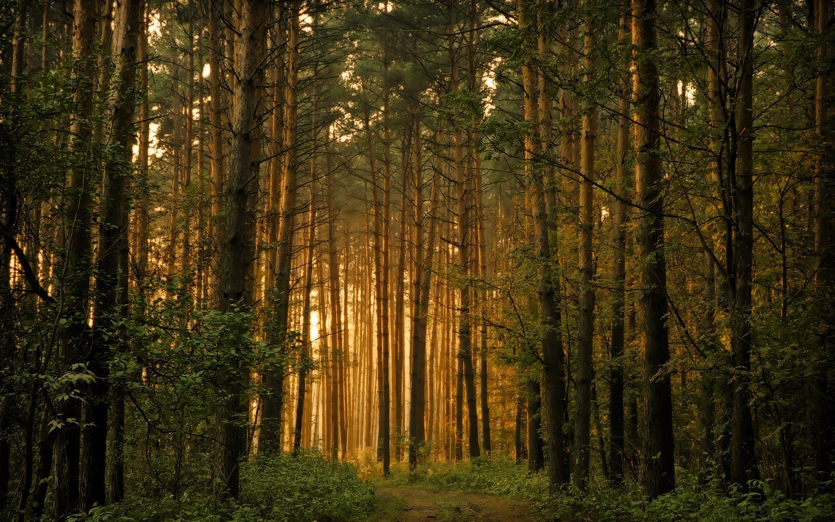 foresta alberi luce