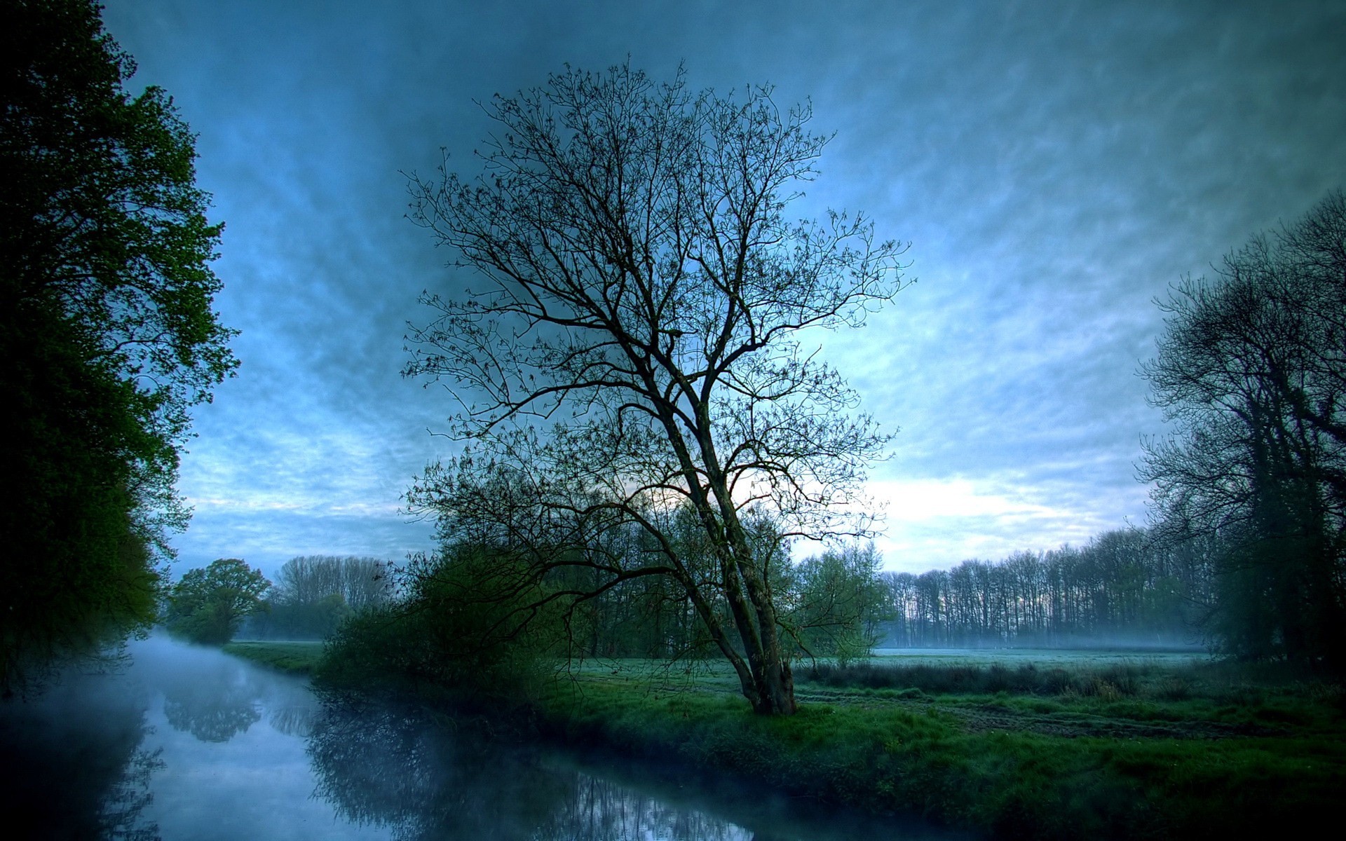 tree fog clouds morning river