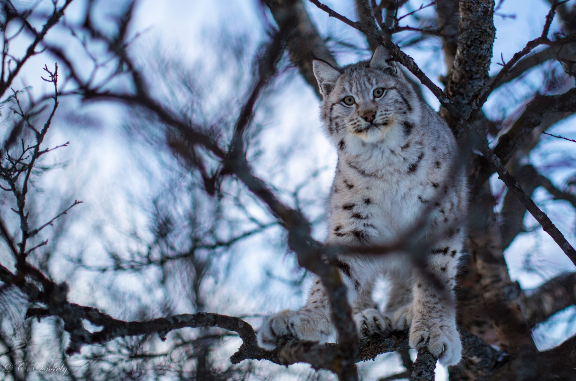 ramas lince gato árbol