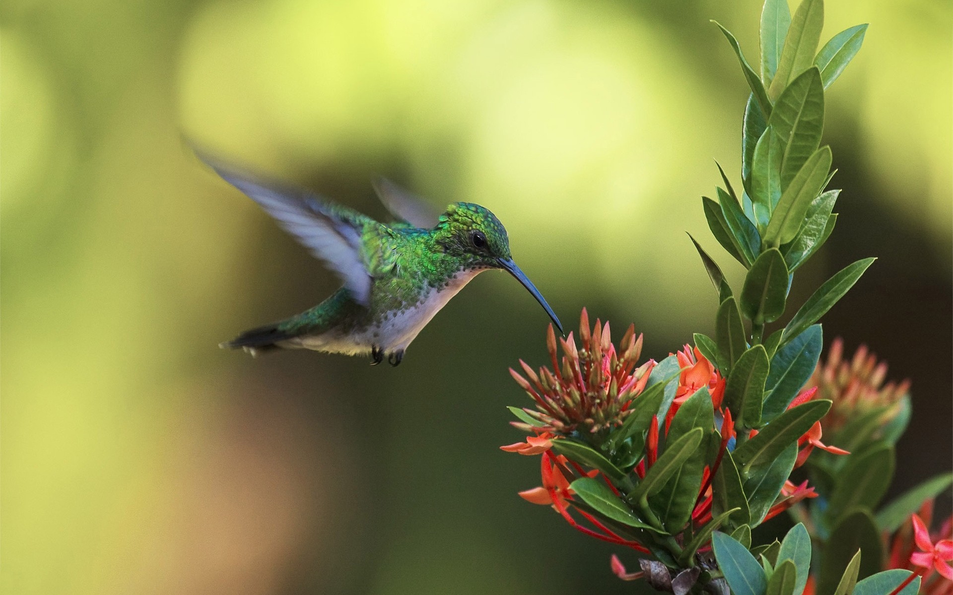 makro kolibry kwiaty ptaki