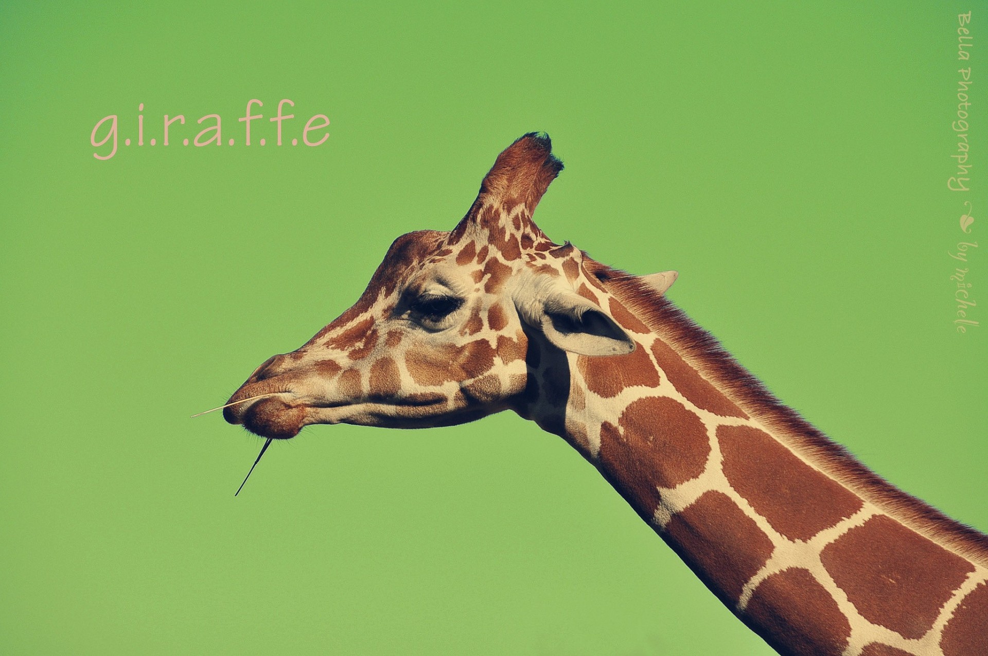 hintergrund giraffe zähne griffbrett inschrift