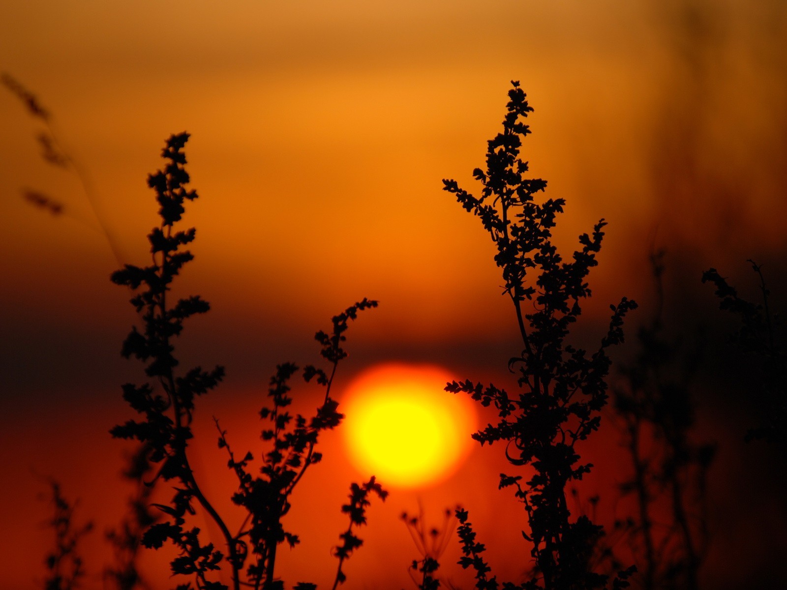 coucher de soleil soleil plantes