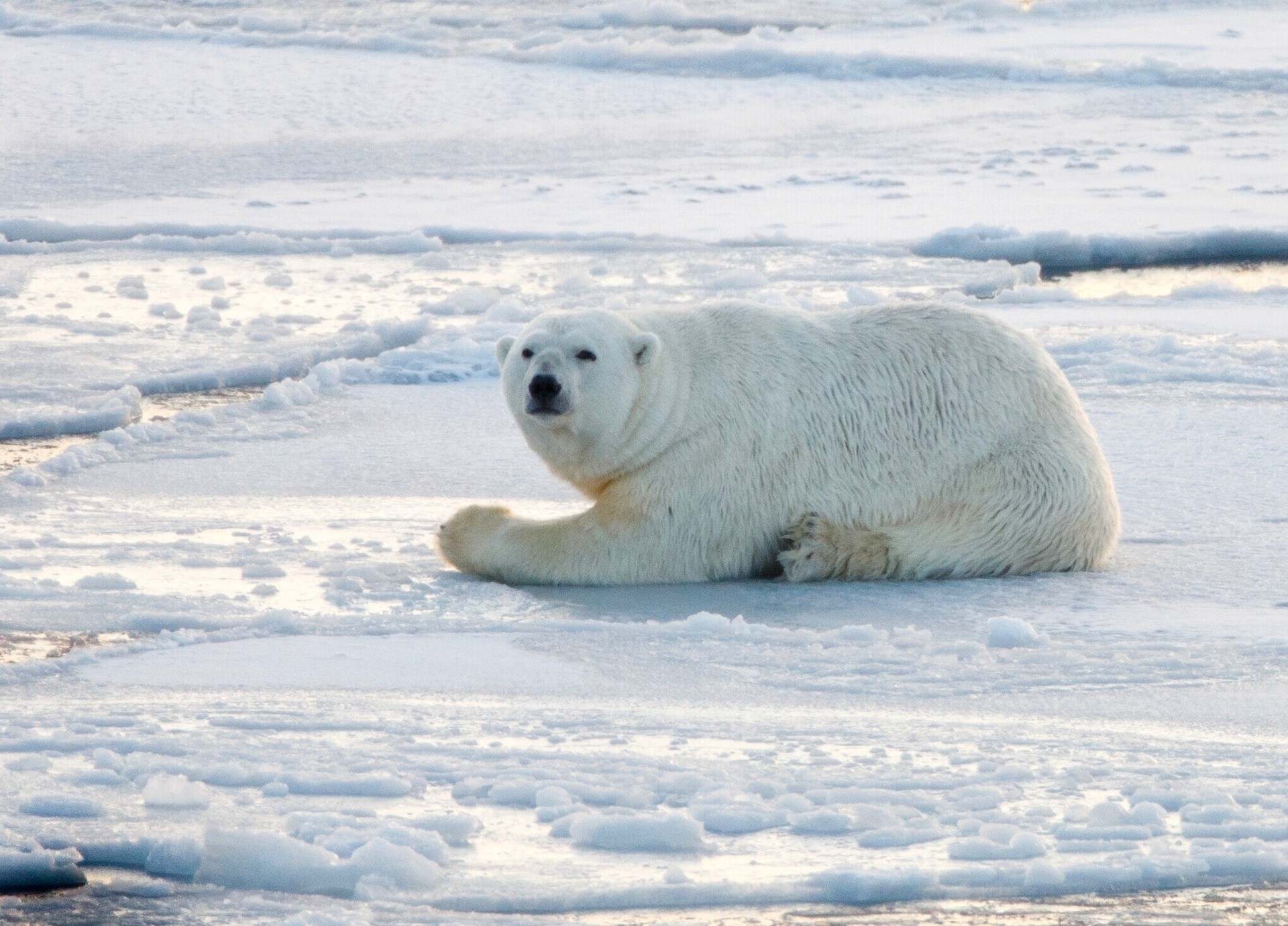 orso norvegia orso polare neve