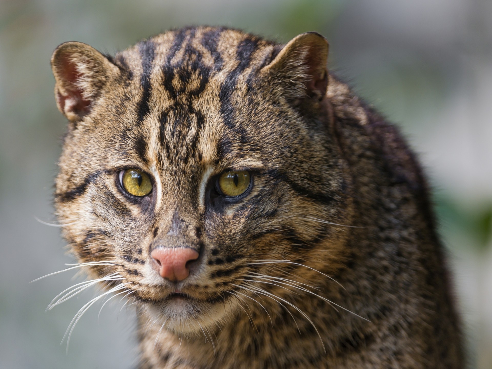 teeth views cat fisherman cat fishing cat fisherman