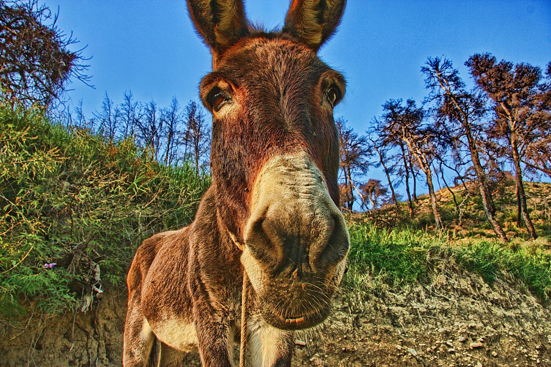 osioł zwierzęta gatunek