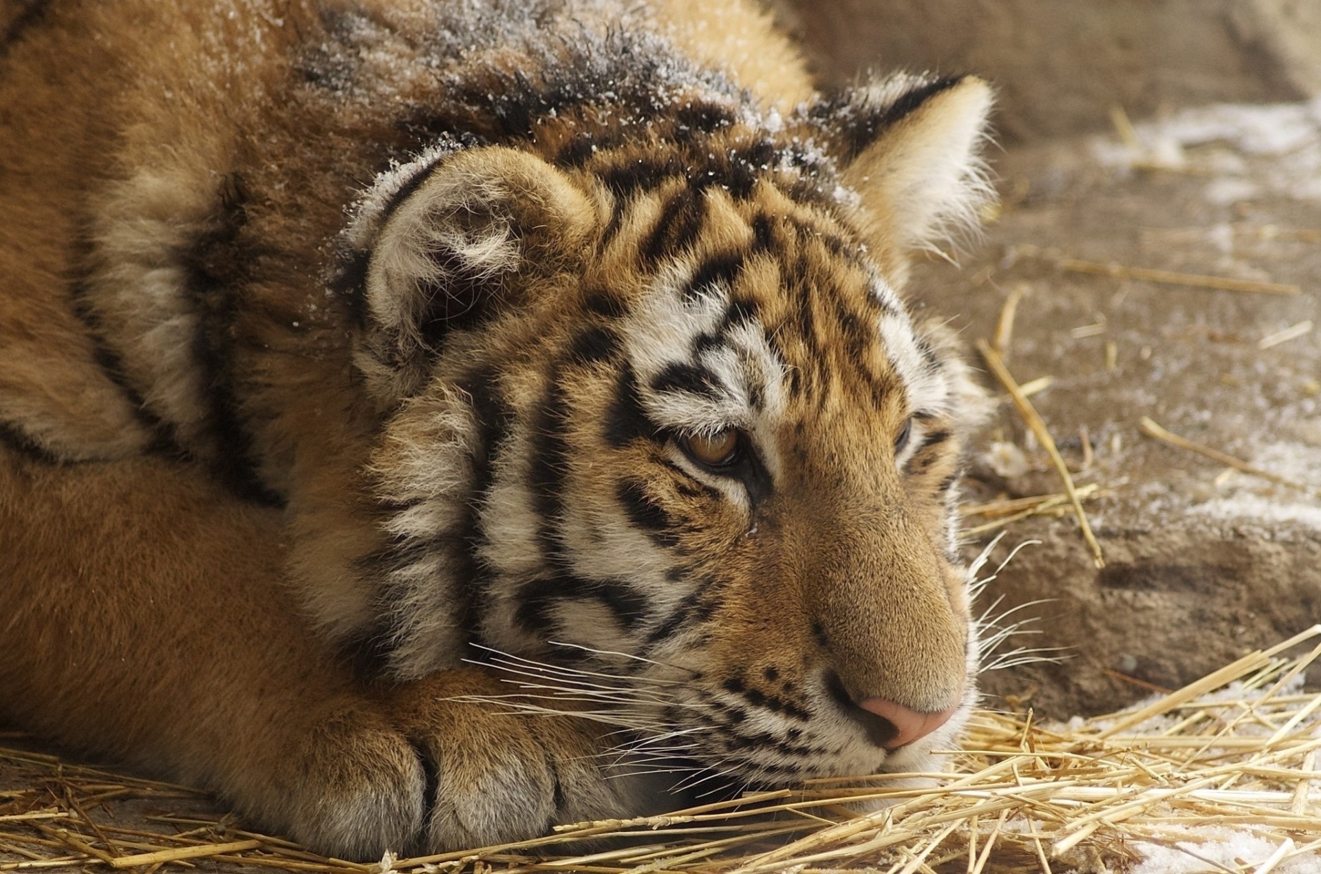 zähne baby hüte tiger wildkatze