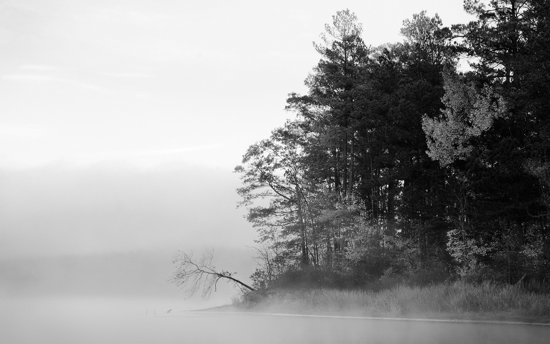 black and white tree lake fog