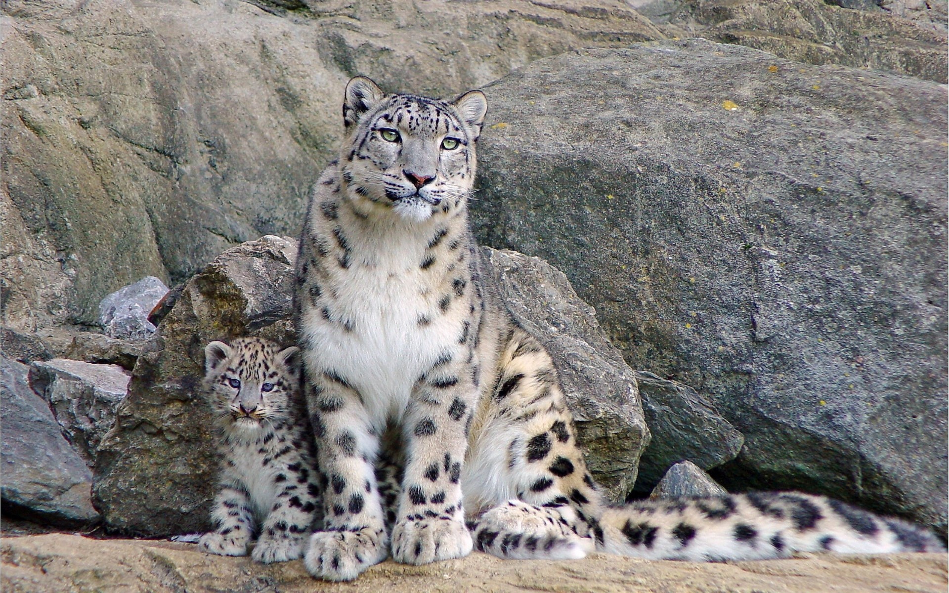 madre gatto bestia mamma aspetto