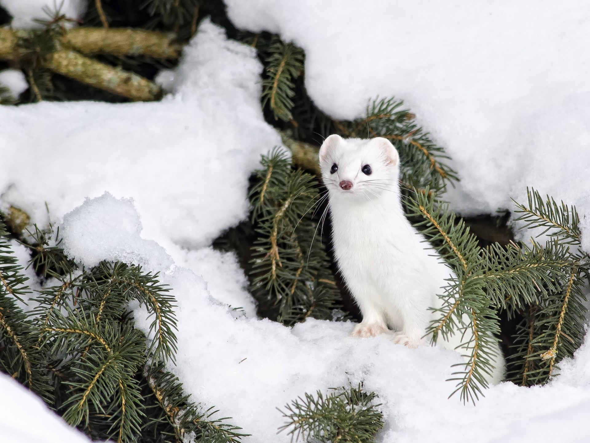 hermelin schnee winter nadeln