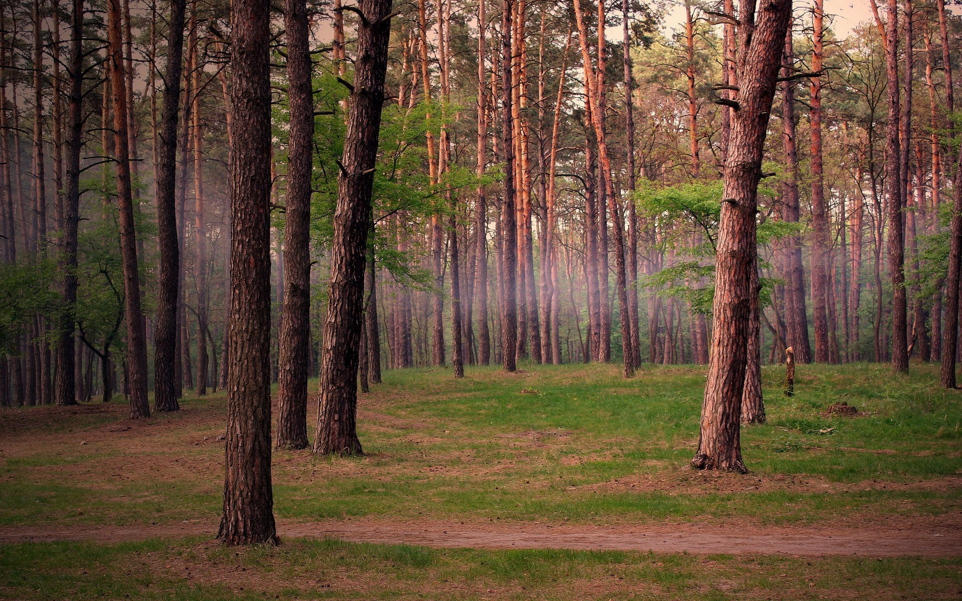 forêt pins arbres