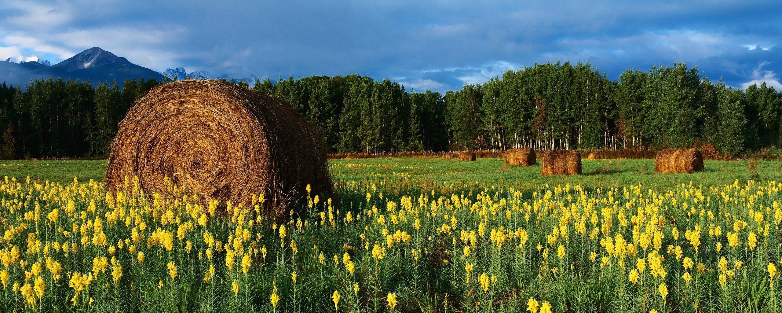 feld heu blumen berge